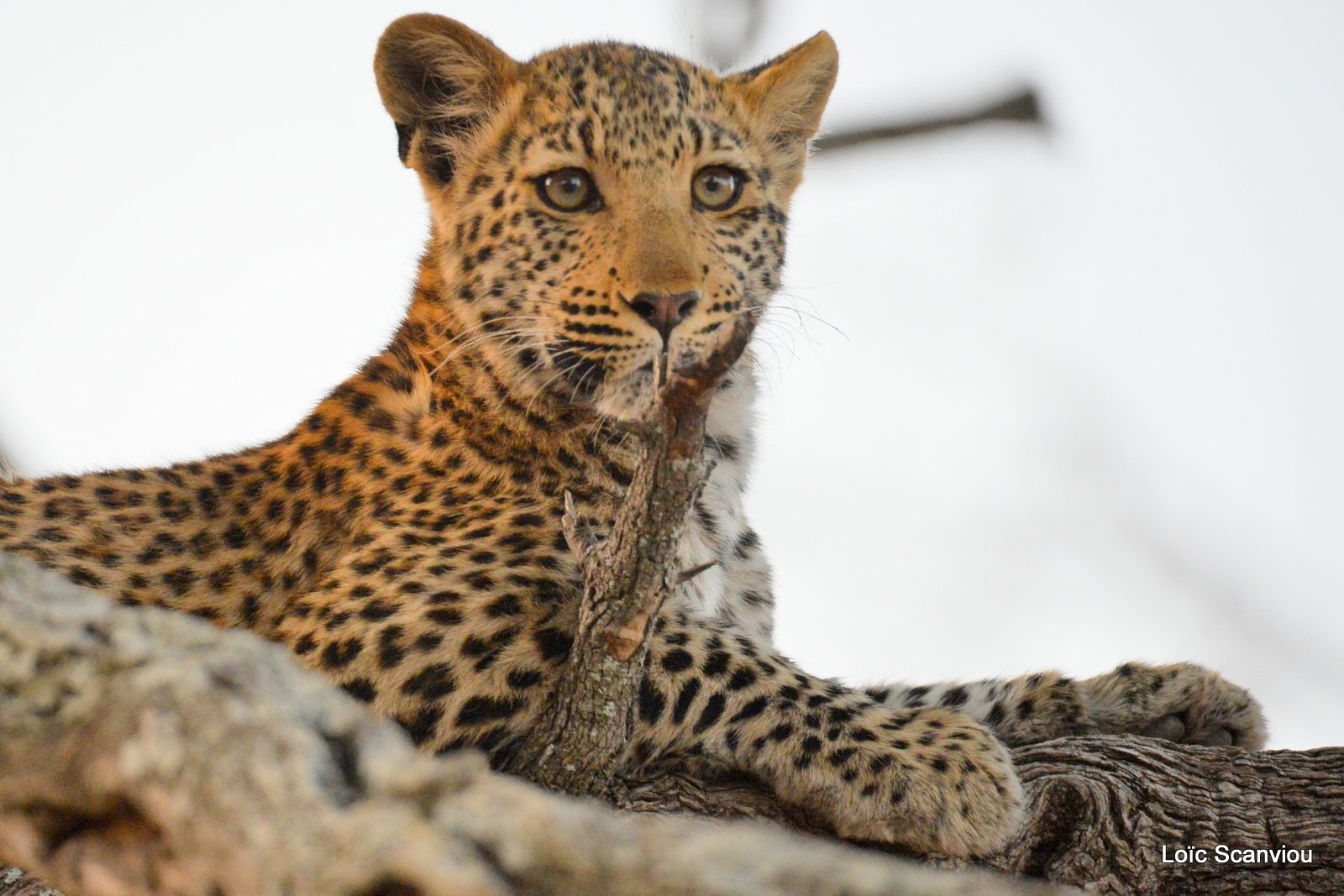 Léopard/Leopard (8)