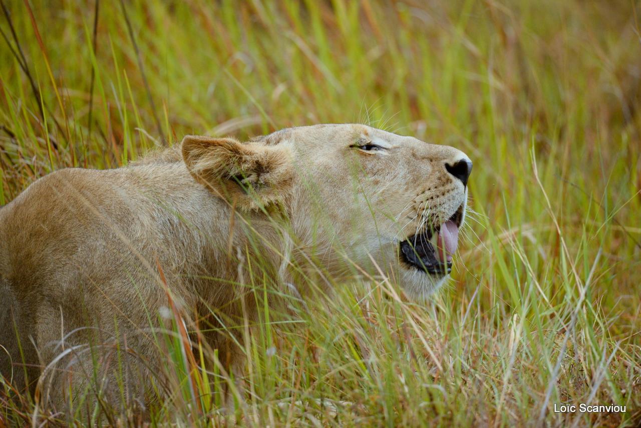 Lion (6)