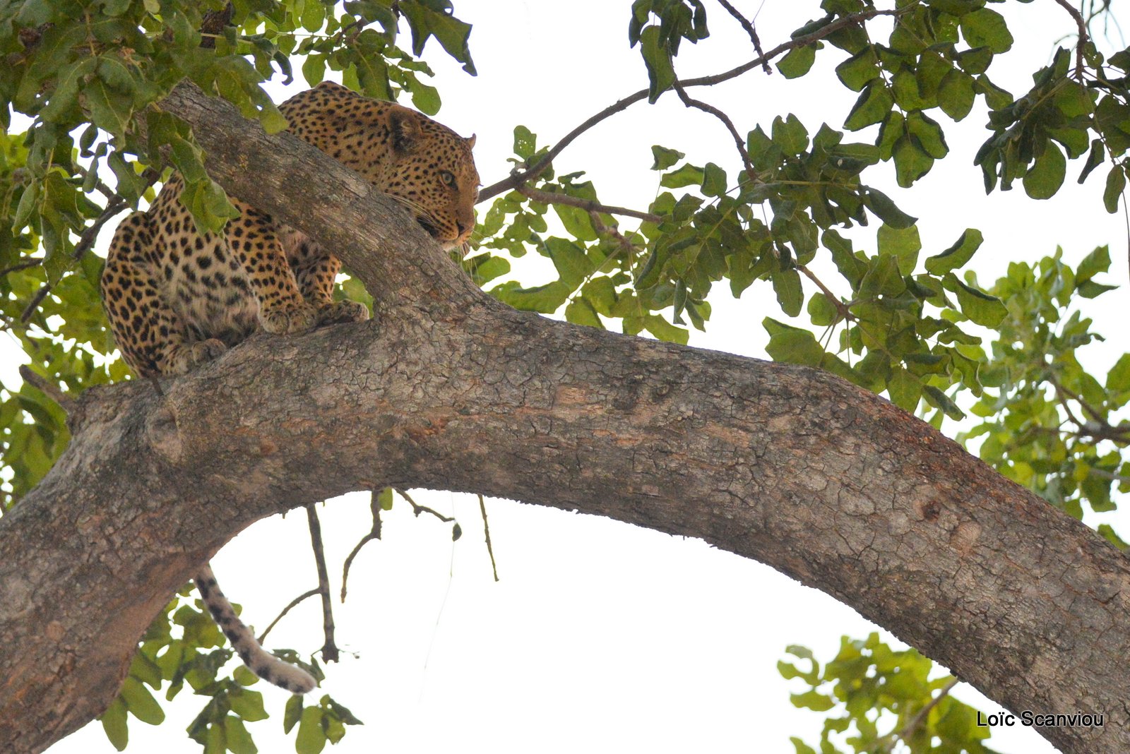 Léopard/Leopard (9)