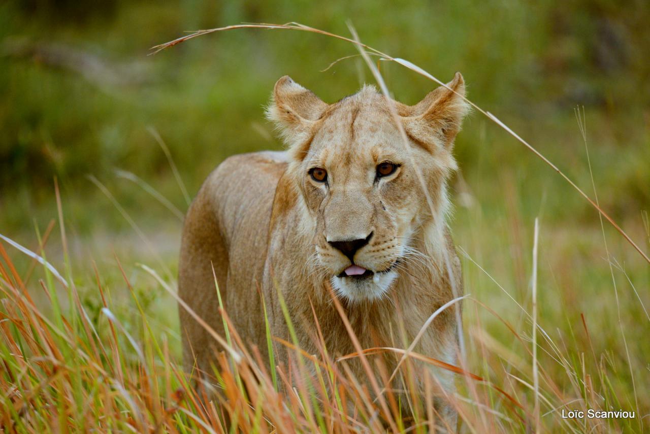 Lion (7)