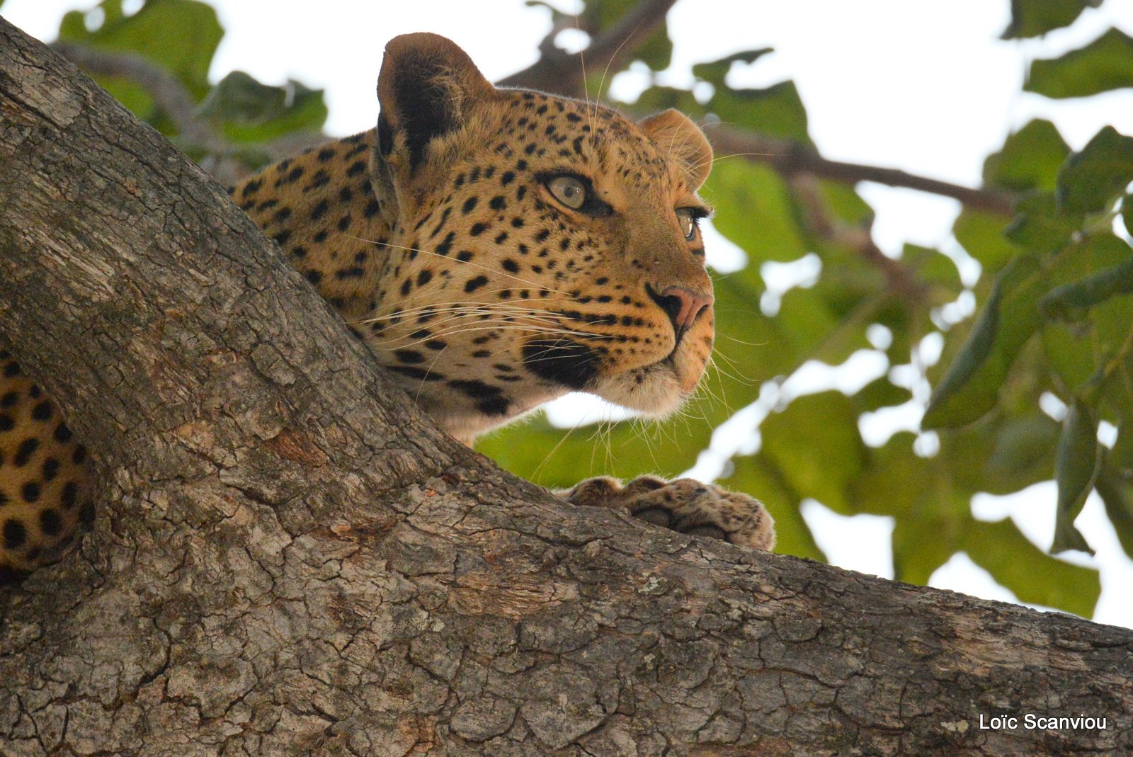 Léopard/Leopard (10)