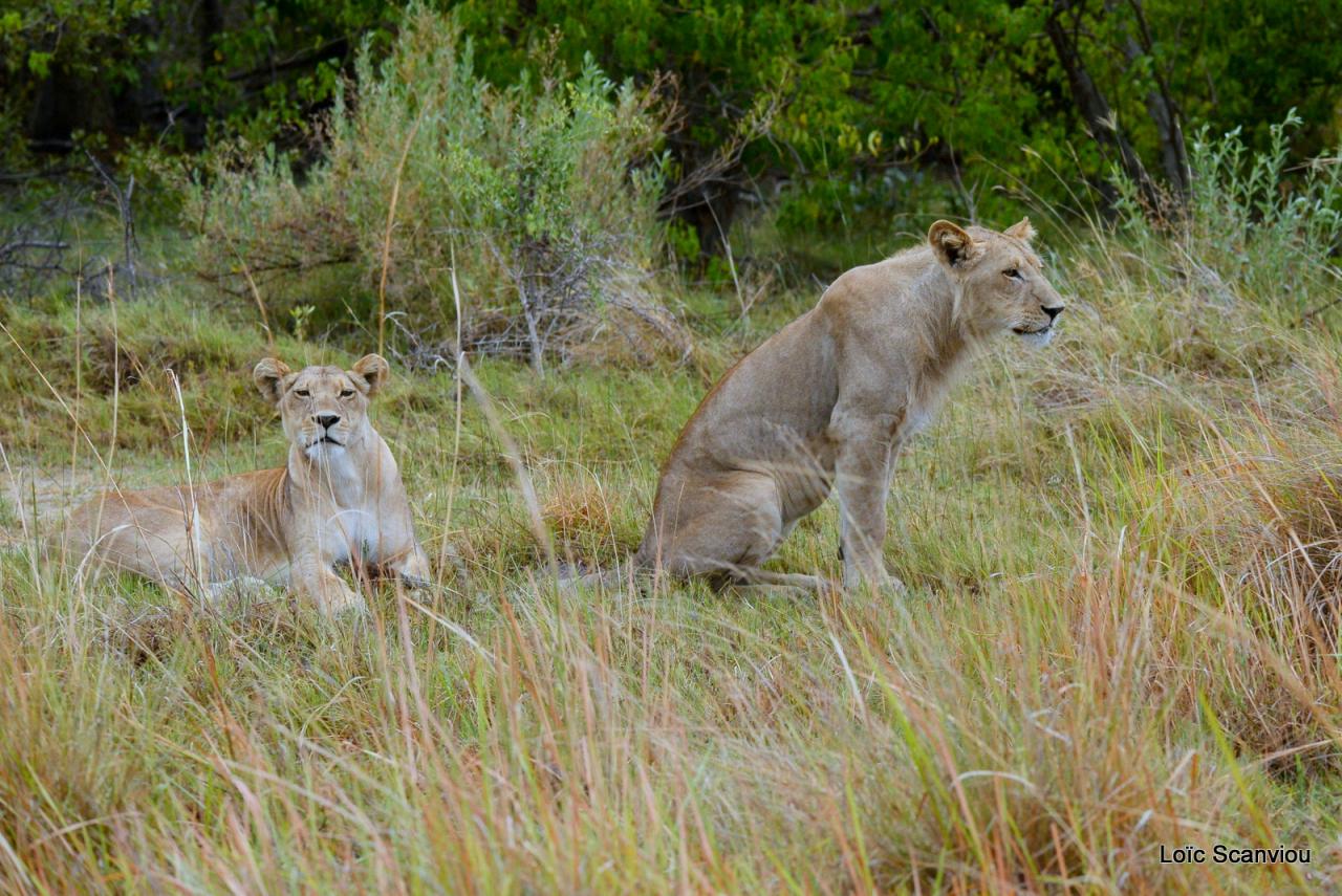 Lion (8)