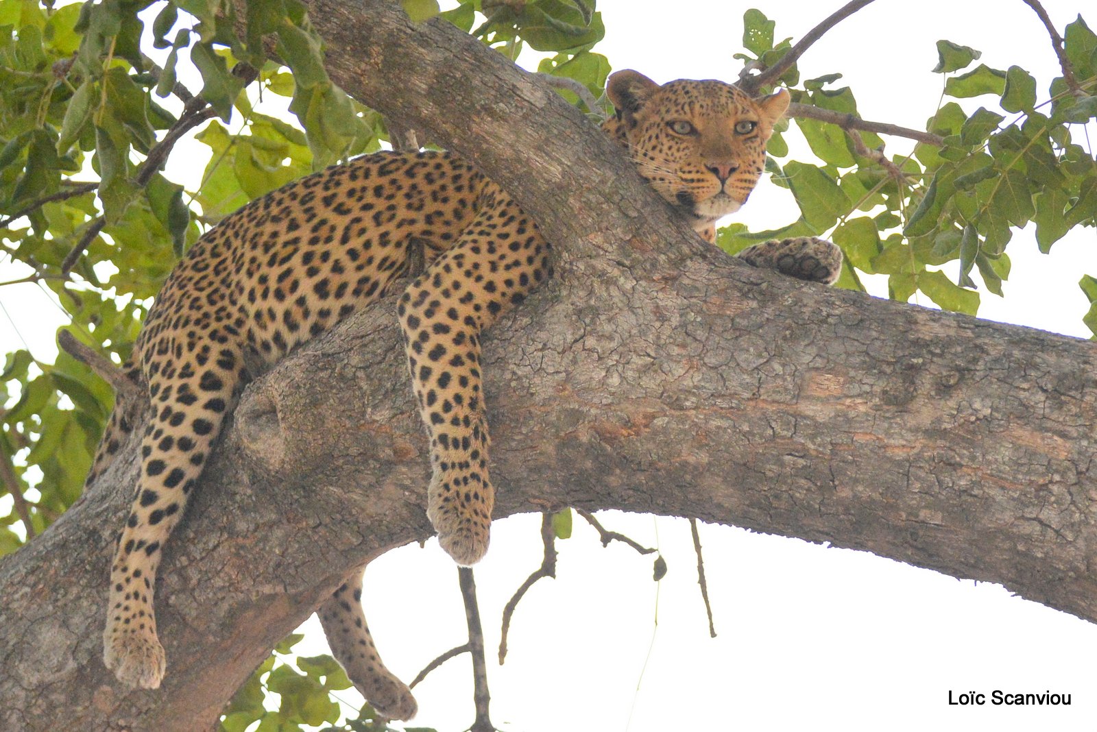 Léopard/Leopard (11)