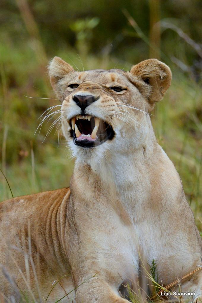 Lion (9)
