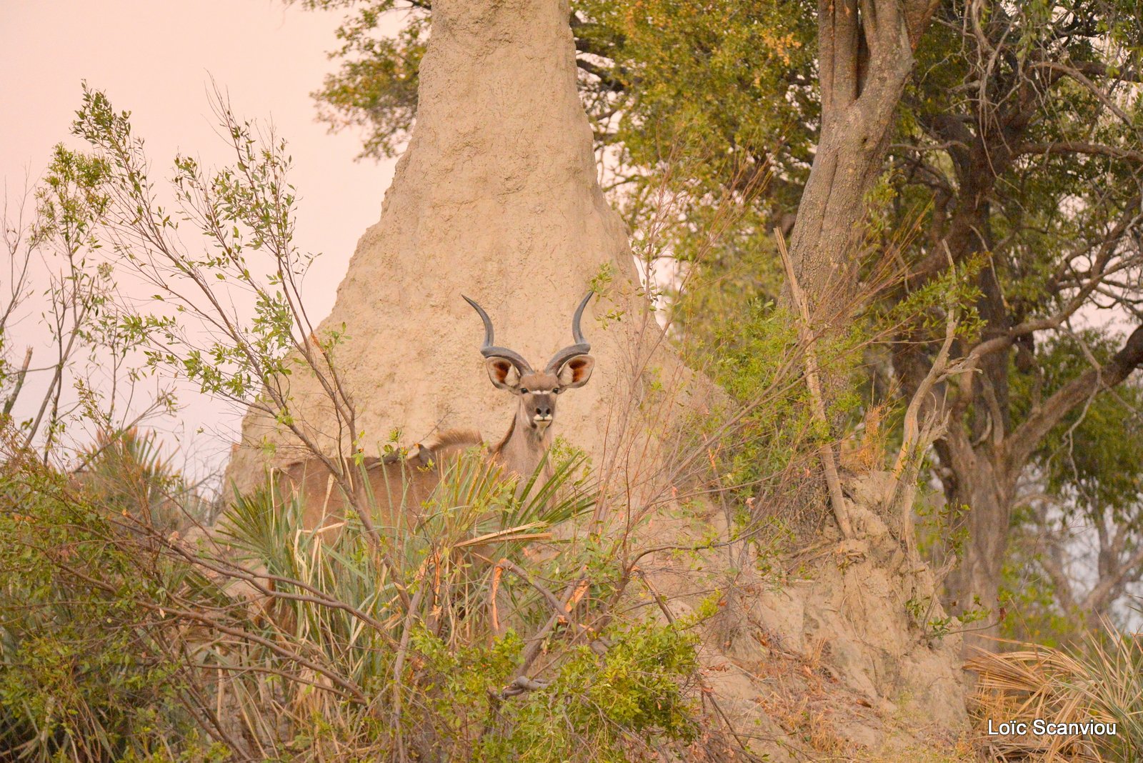 Grand koudou/Greater Kudu (1)