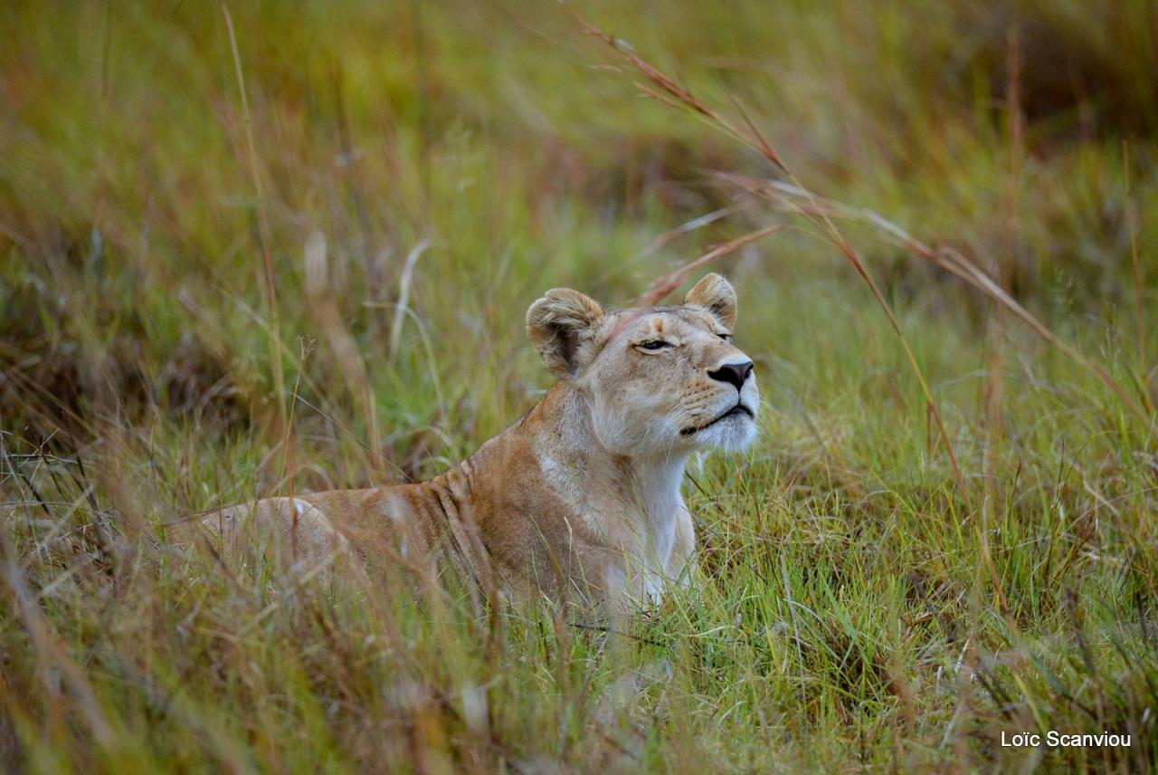 Lion (10)