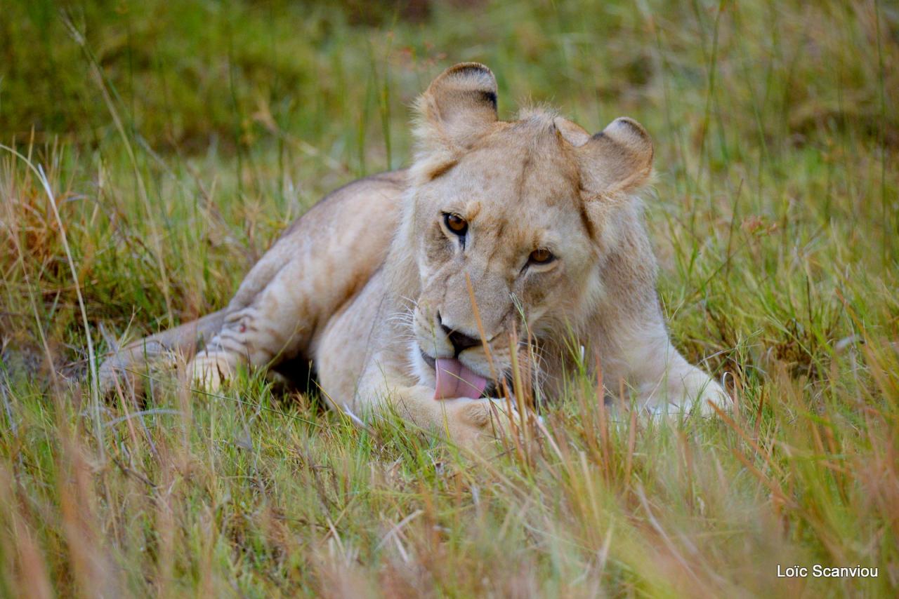 Lion (11)