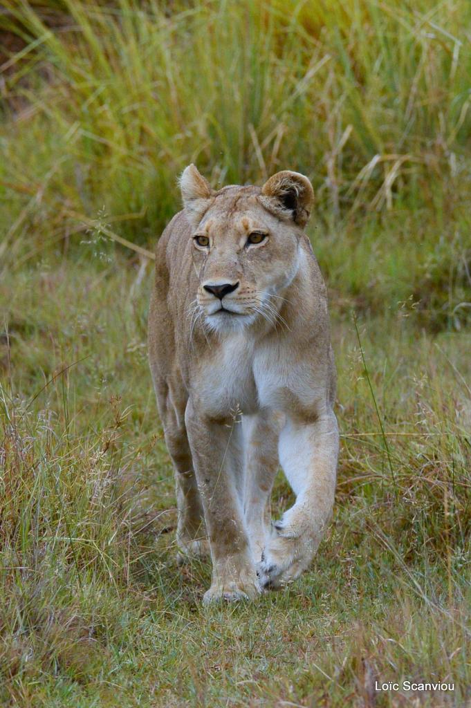Lion (12)