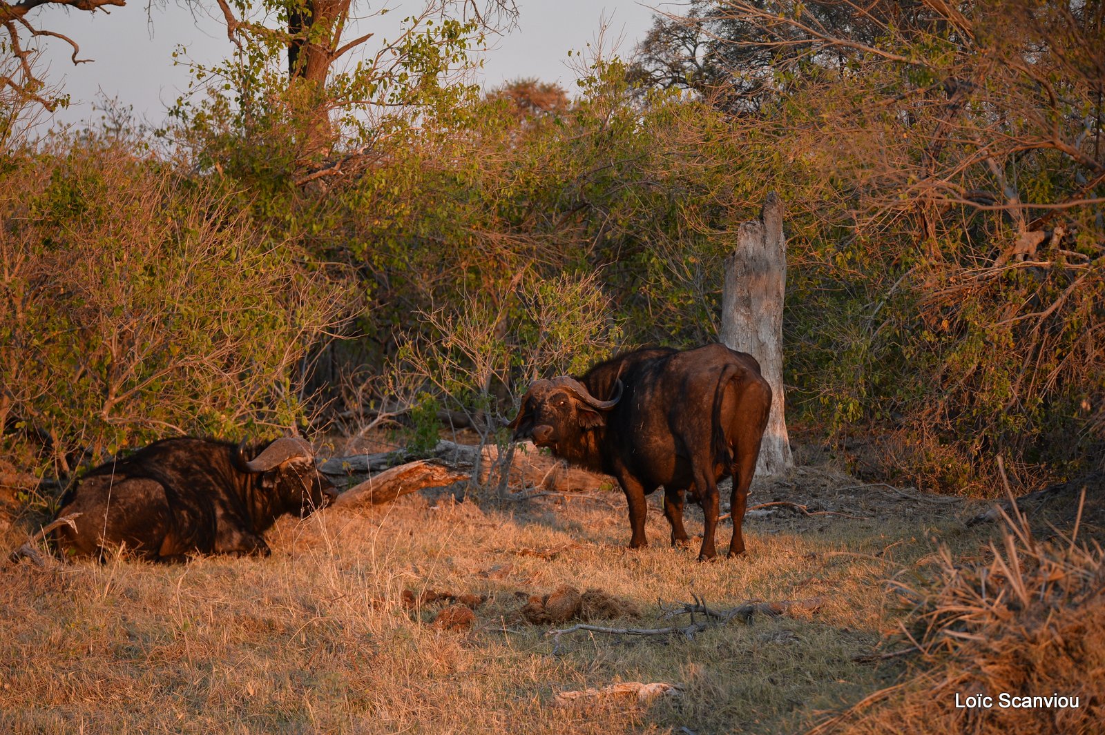 Buffle d'Afrique/Cape Buffalo (1)