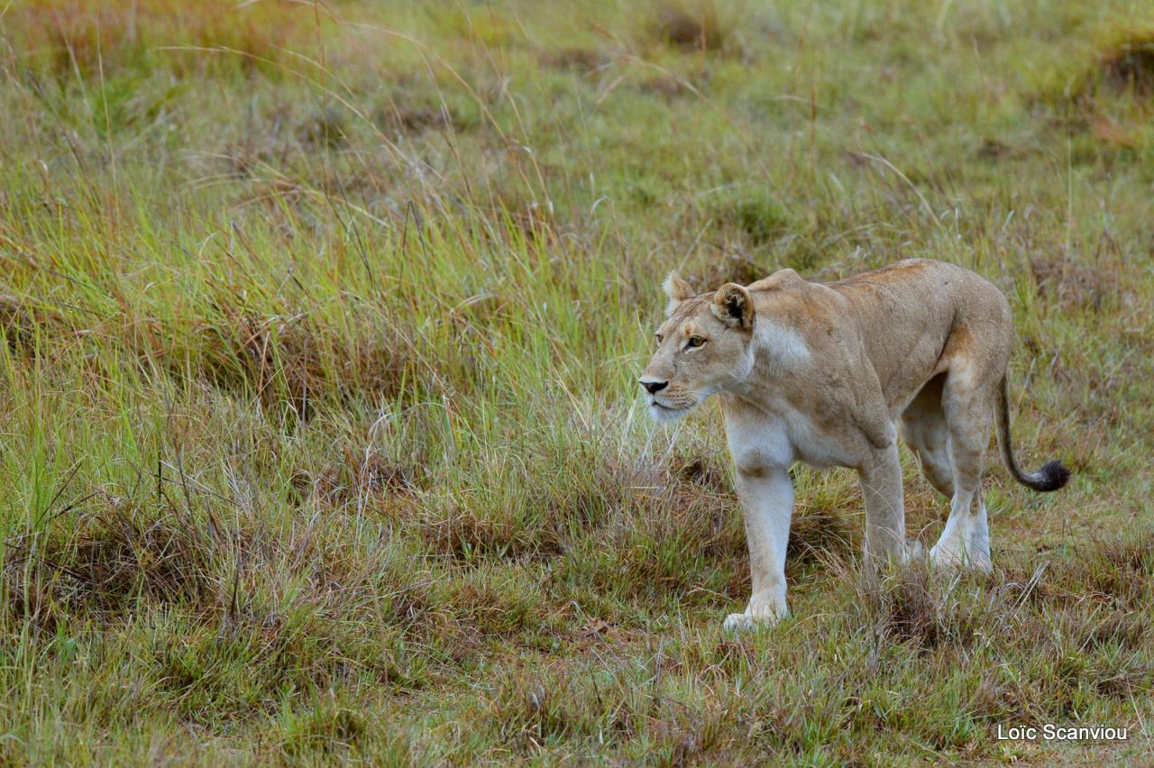 Lion (13)