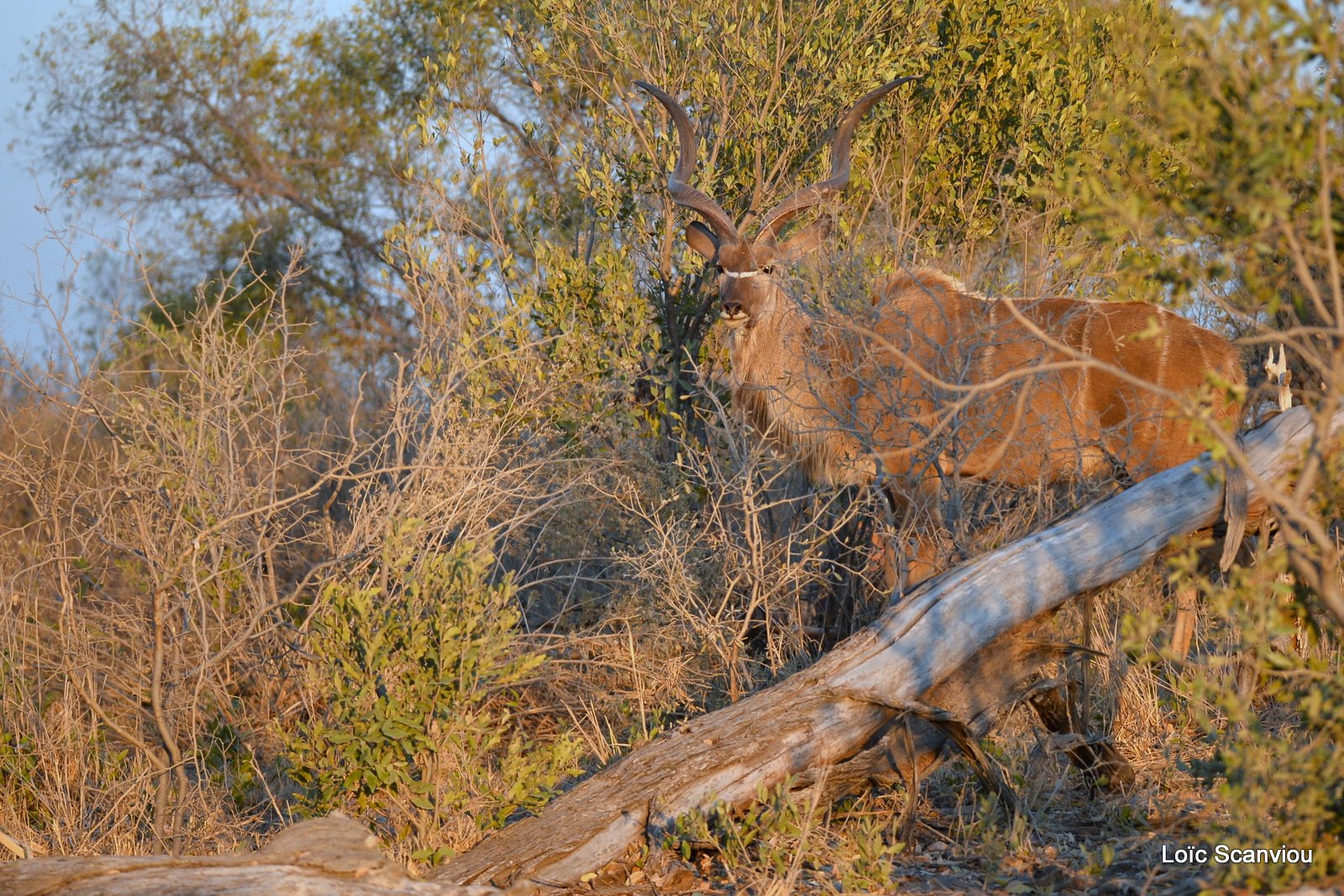 Grand koudou/Greater Kudu (2)