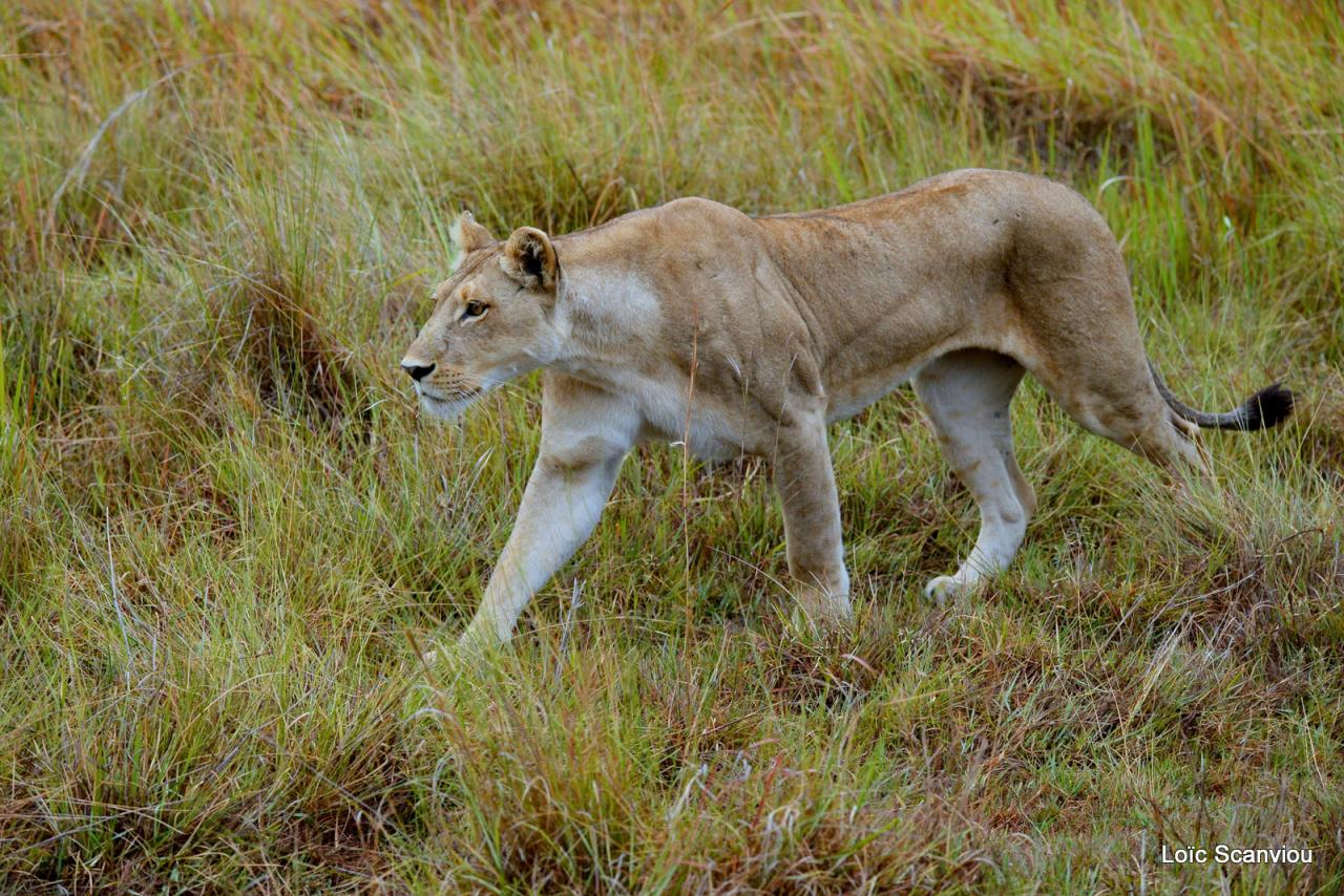 Lion (14)
