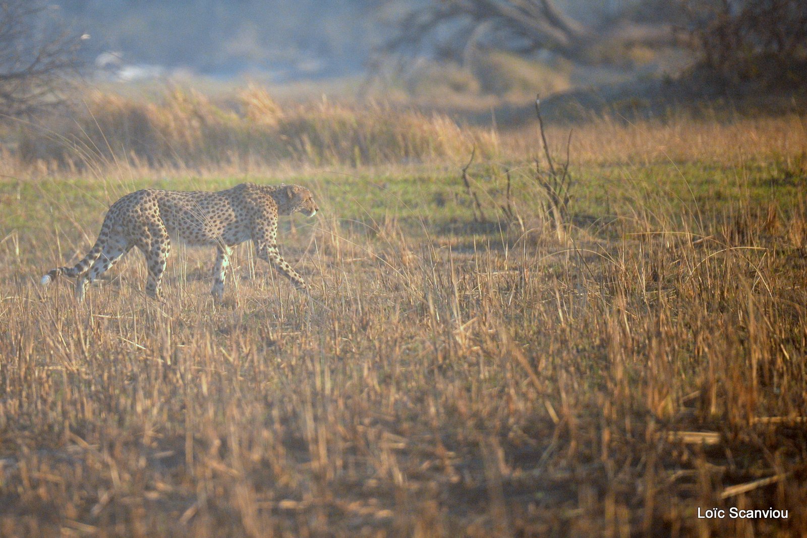 Guépard/Cheetah (1)