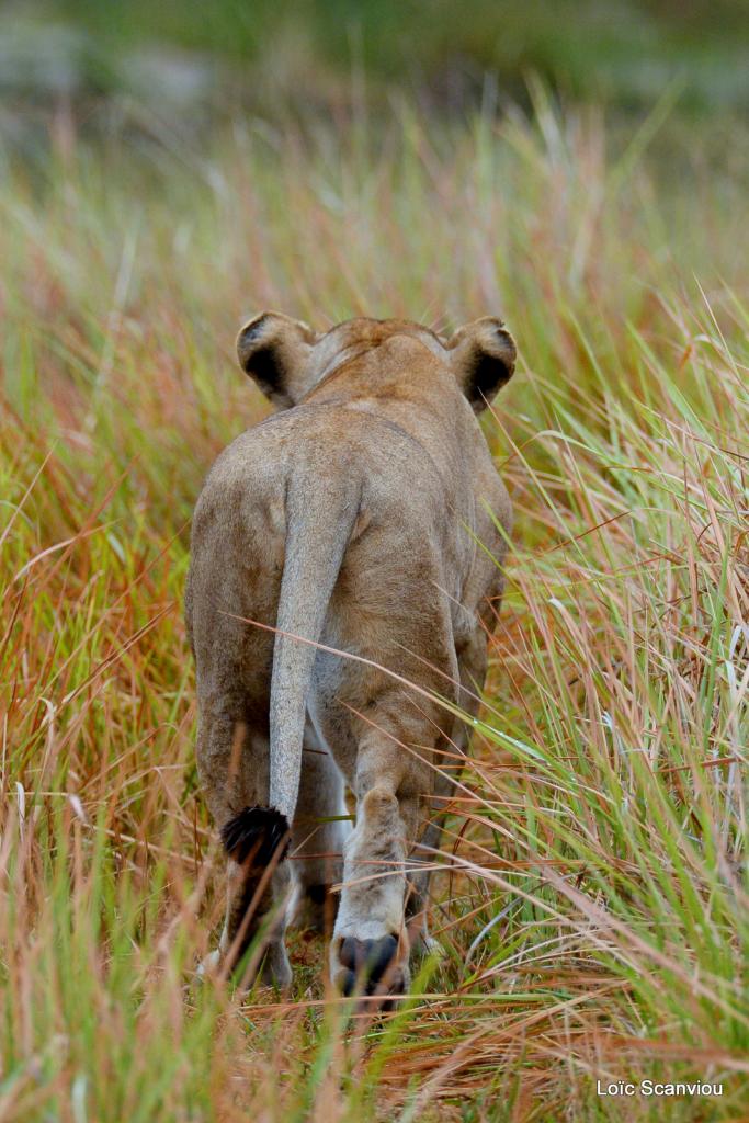 Lion (15)