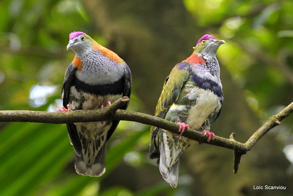 Ptilope superbe/Superb Fruit Dove