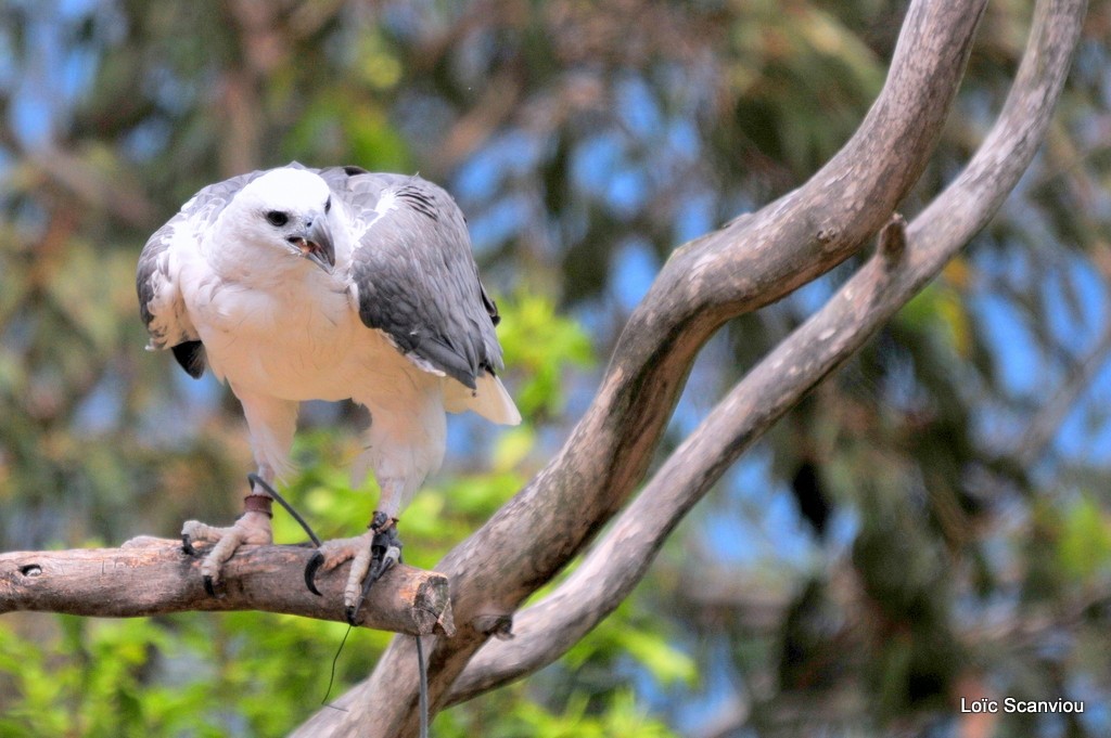 Pygargue blagre/White-bellied Sea Eagle