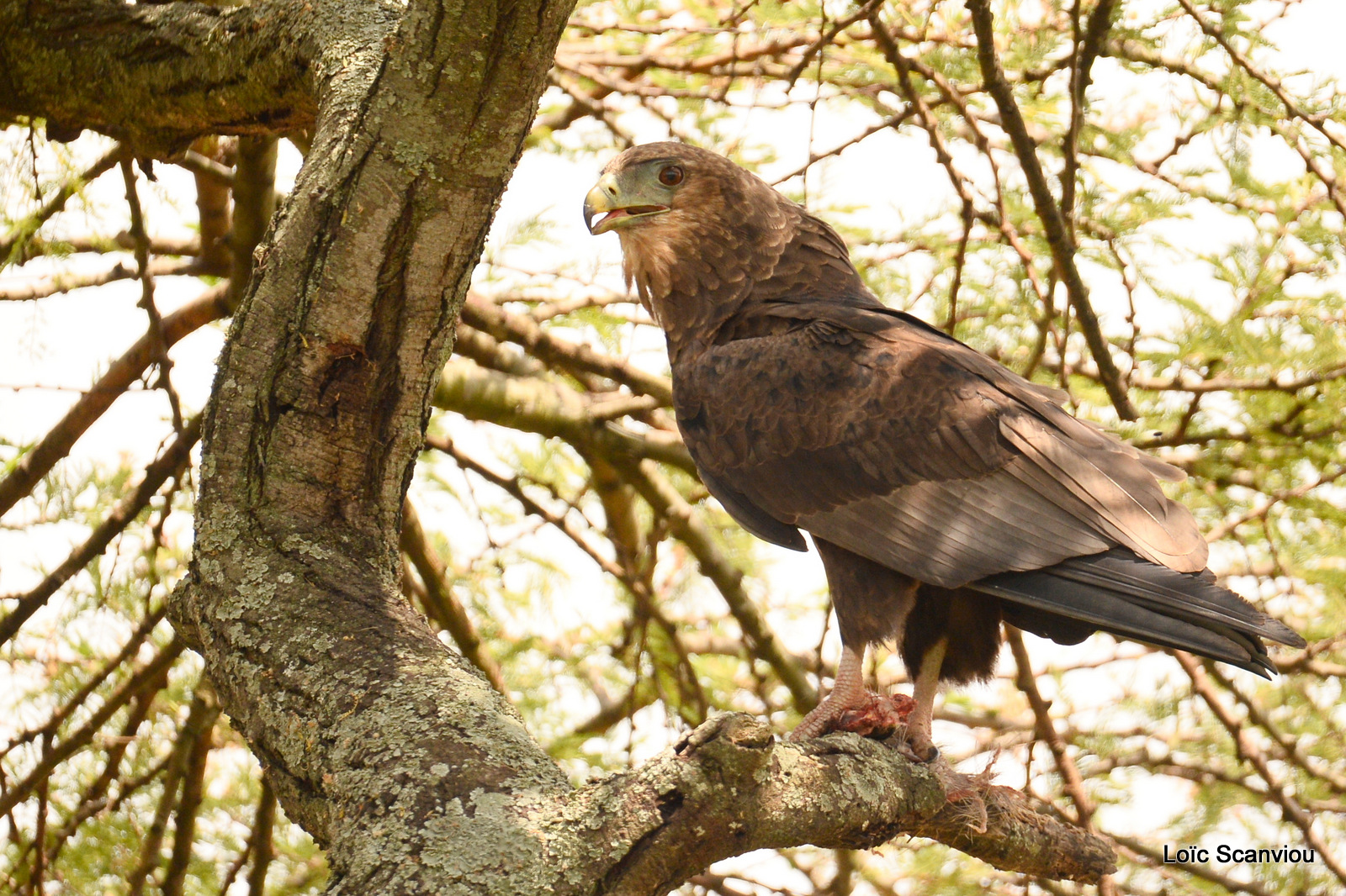 Aigle bateleur juvénile/Juvenile Bateleur Eagle (1)