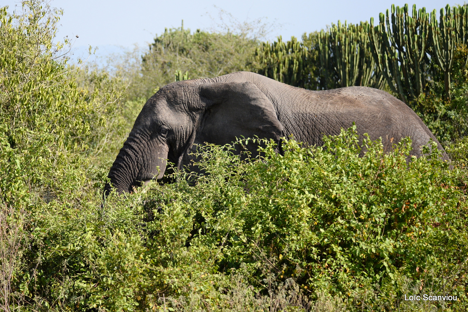 Éléphant de savane d'Afrique/Savanna Elephant (26)