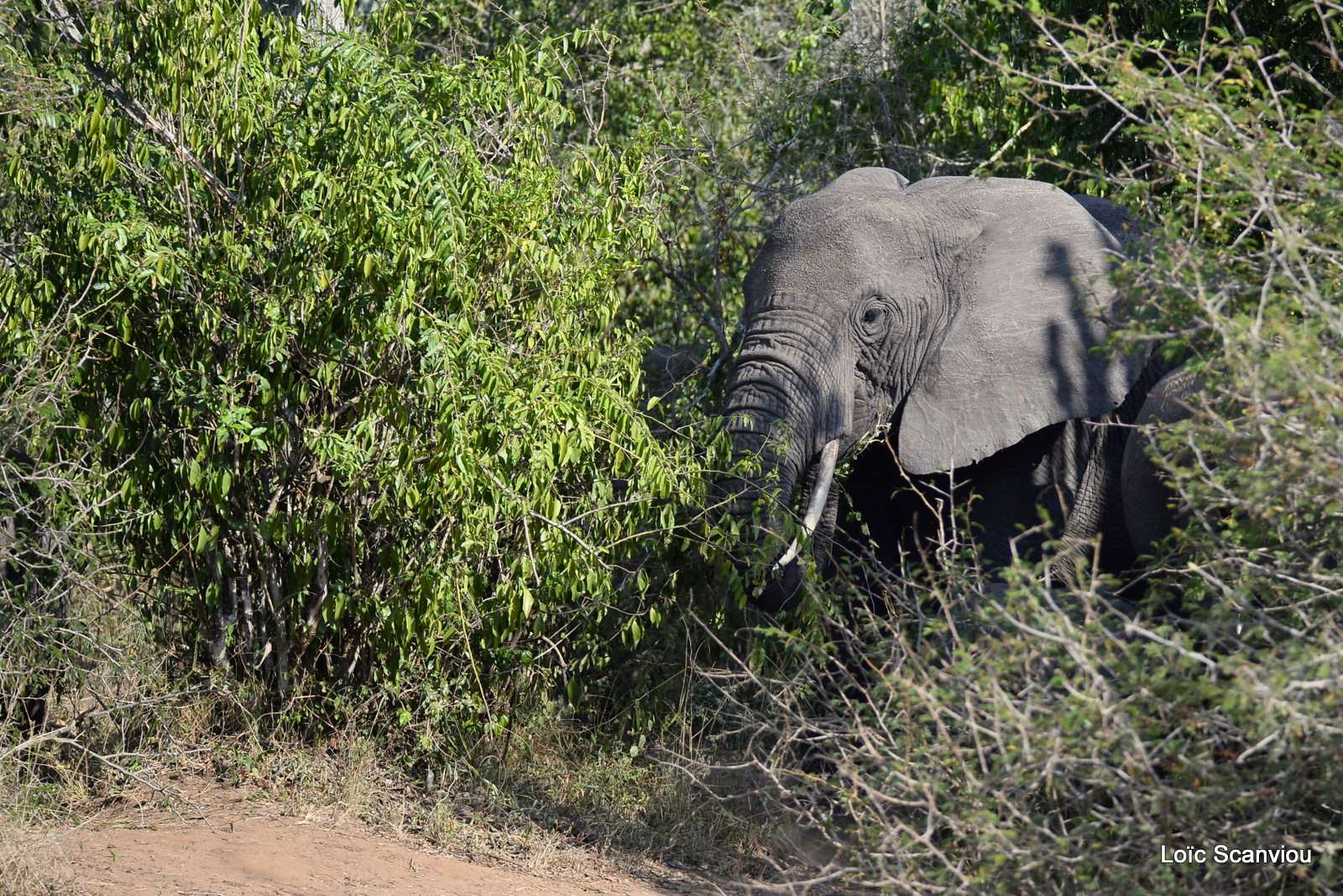 Éléphant de savane d'Afrique/Savanna Elephant (27)
