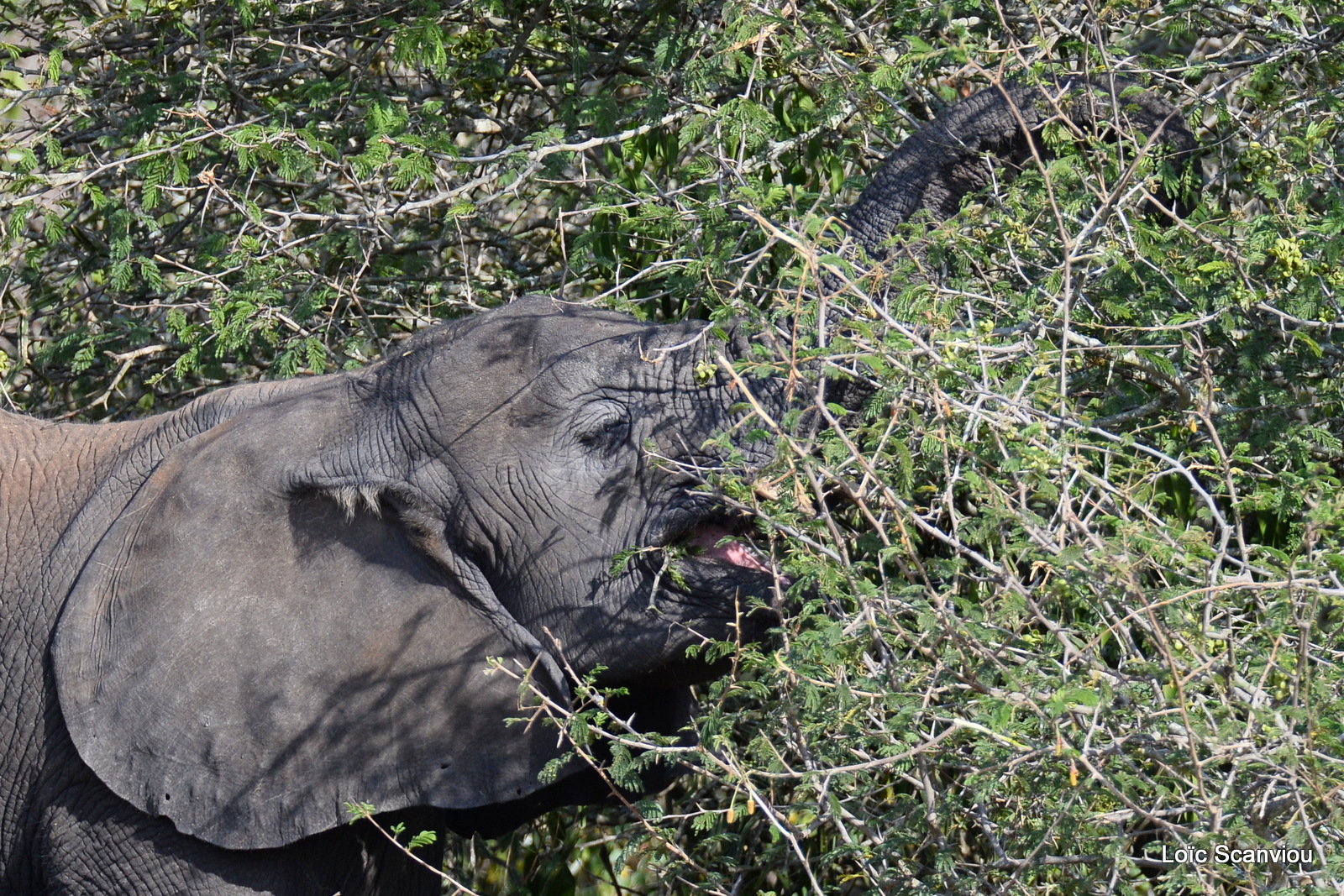 Éléphant de savane d'Afrique/Savanna Elephant (28)