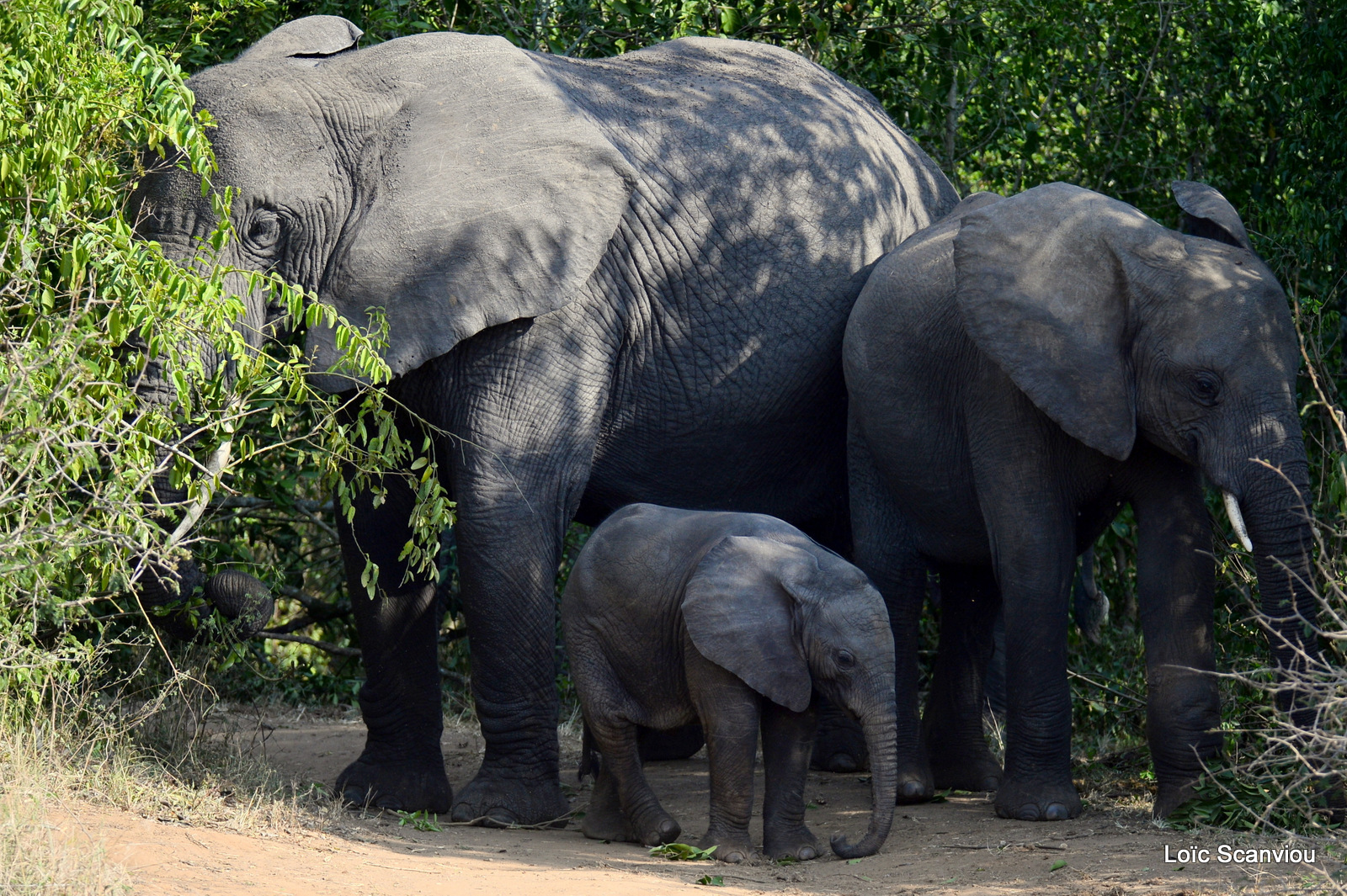 Éléphant de savane d'Afrique/Savanna Elephant (29)