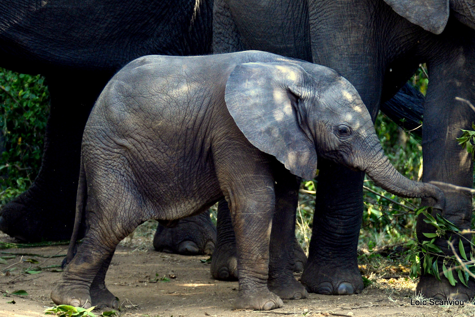 Éléphant de savane d'Afrique/Savanna Elephant (30)