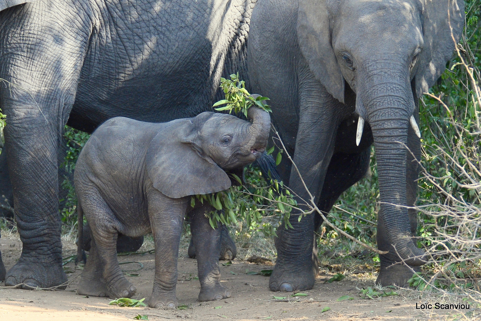 Éléphant de savane d'Afrique/Savanna Elephant (31)