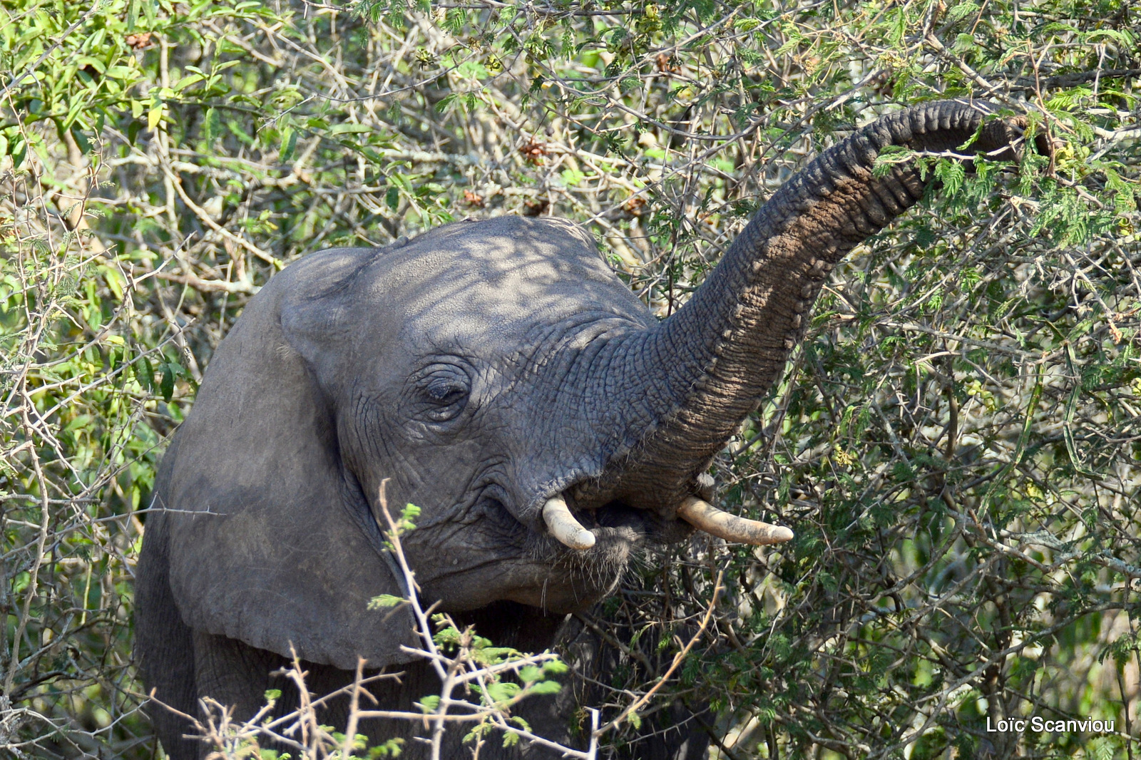 Éléphant de savane d'Afrique/Savanna Elephant (32)