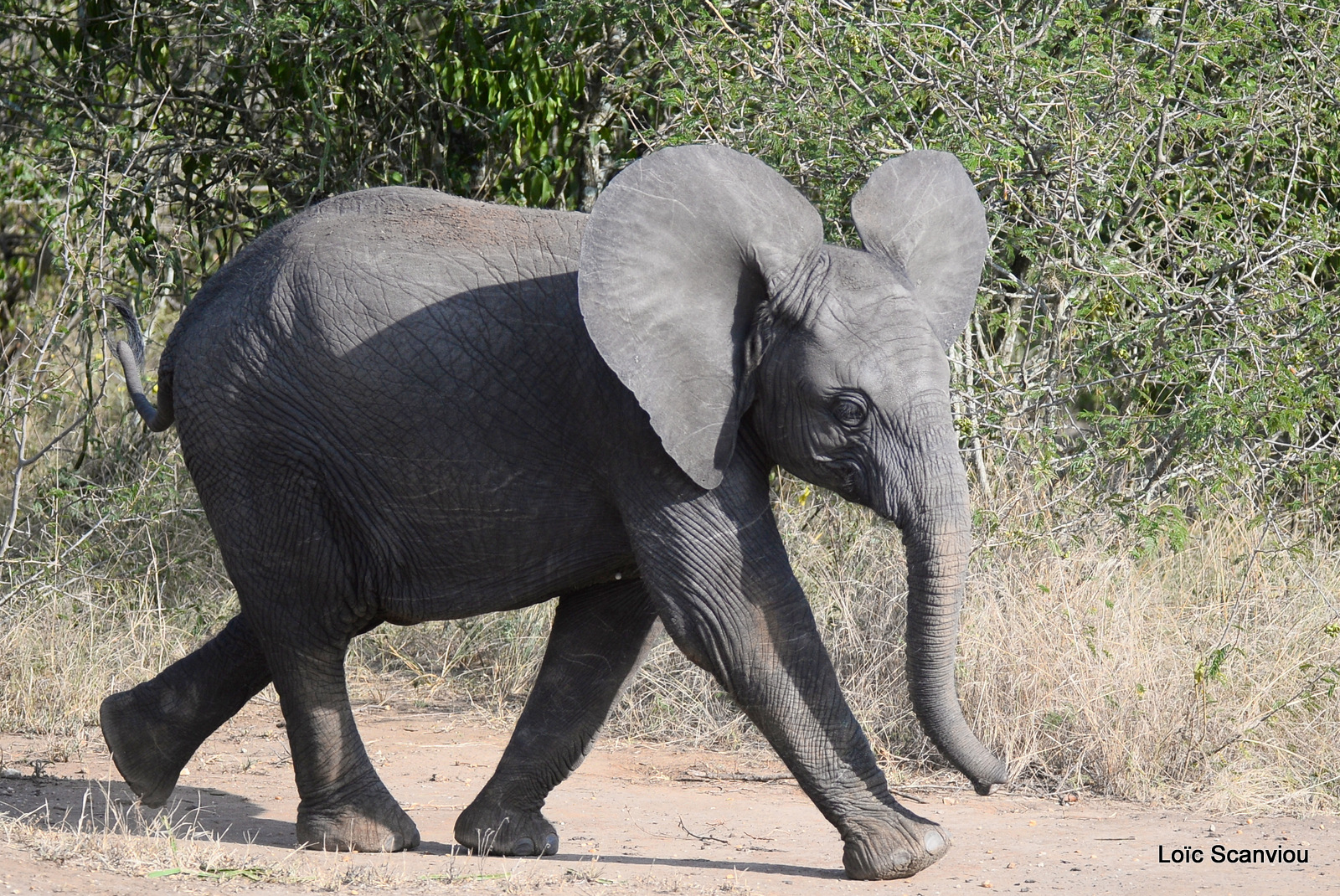 Éléphant de savane d'Afrique/Savanna Elephant (33)
