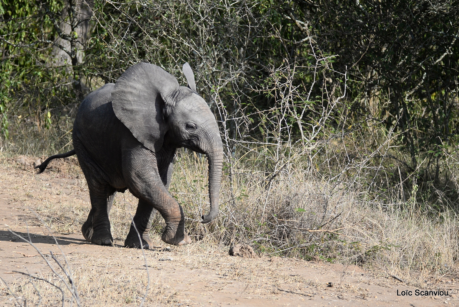 Éléphant de savane d'Afrique/Savanna Elephant (34)