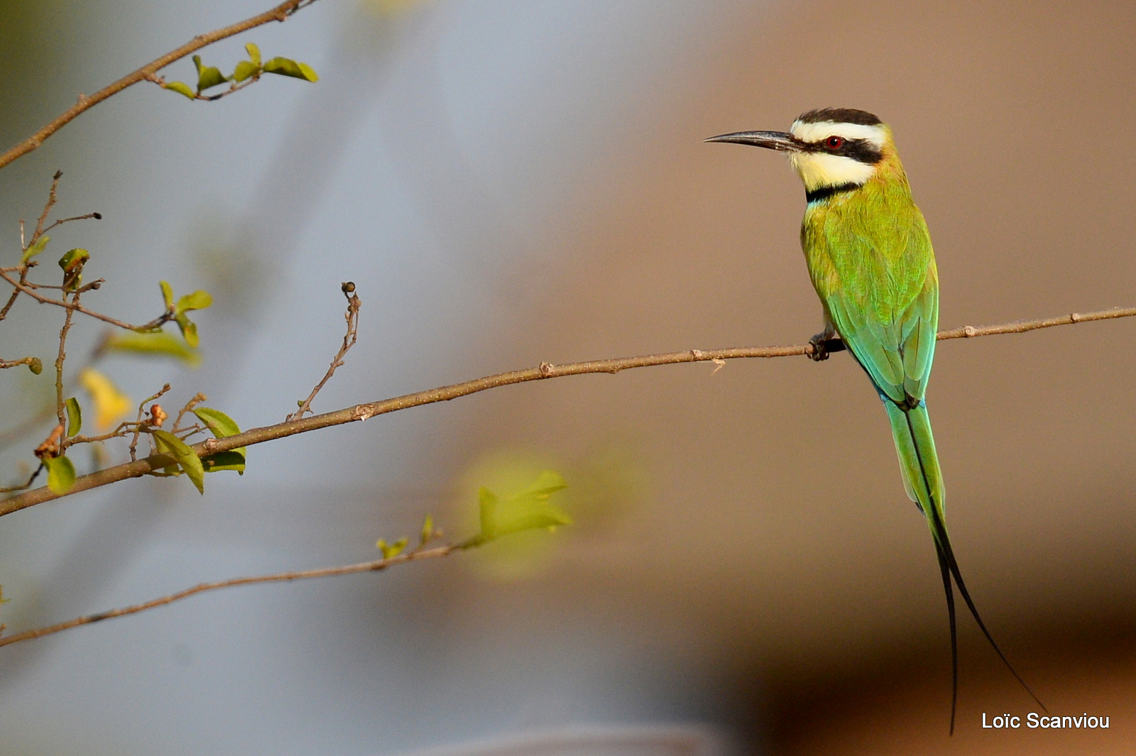 Guêpier à gorge blanche/White-throated Bee-eater (2)