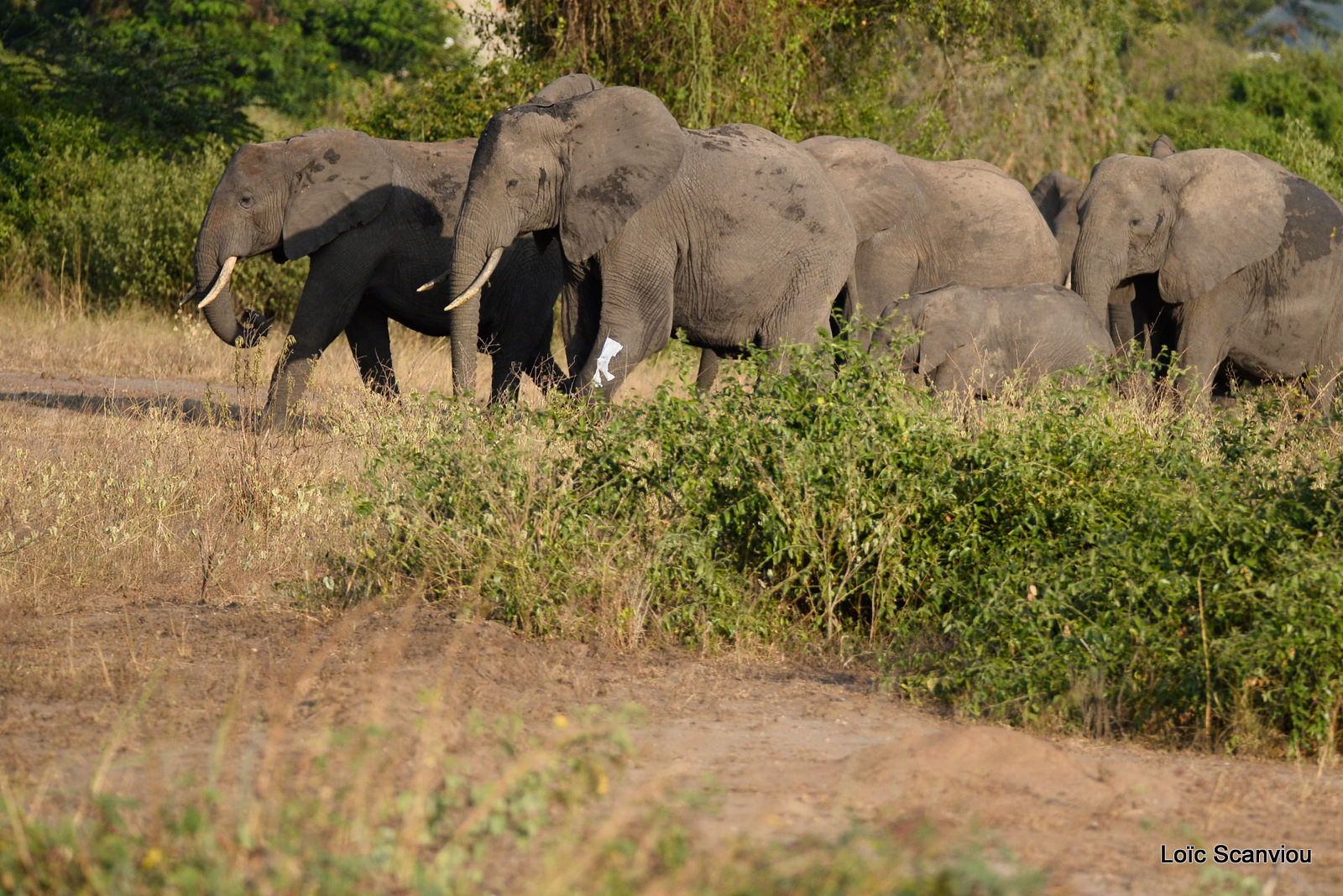 Éléphant de savane d'Afrique/Savanna Elephant (36)