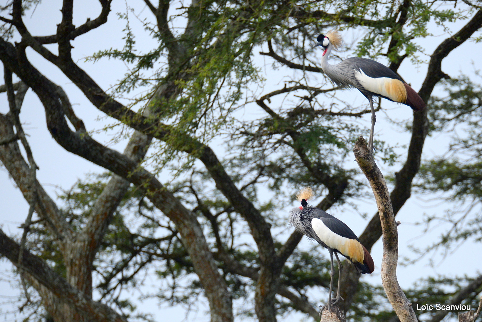 Grue royale/Grey-crowned Crane (1)