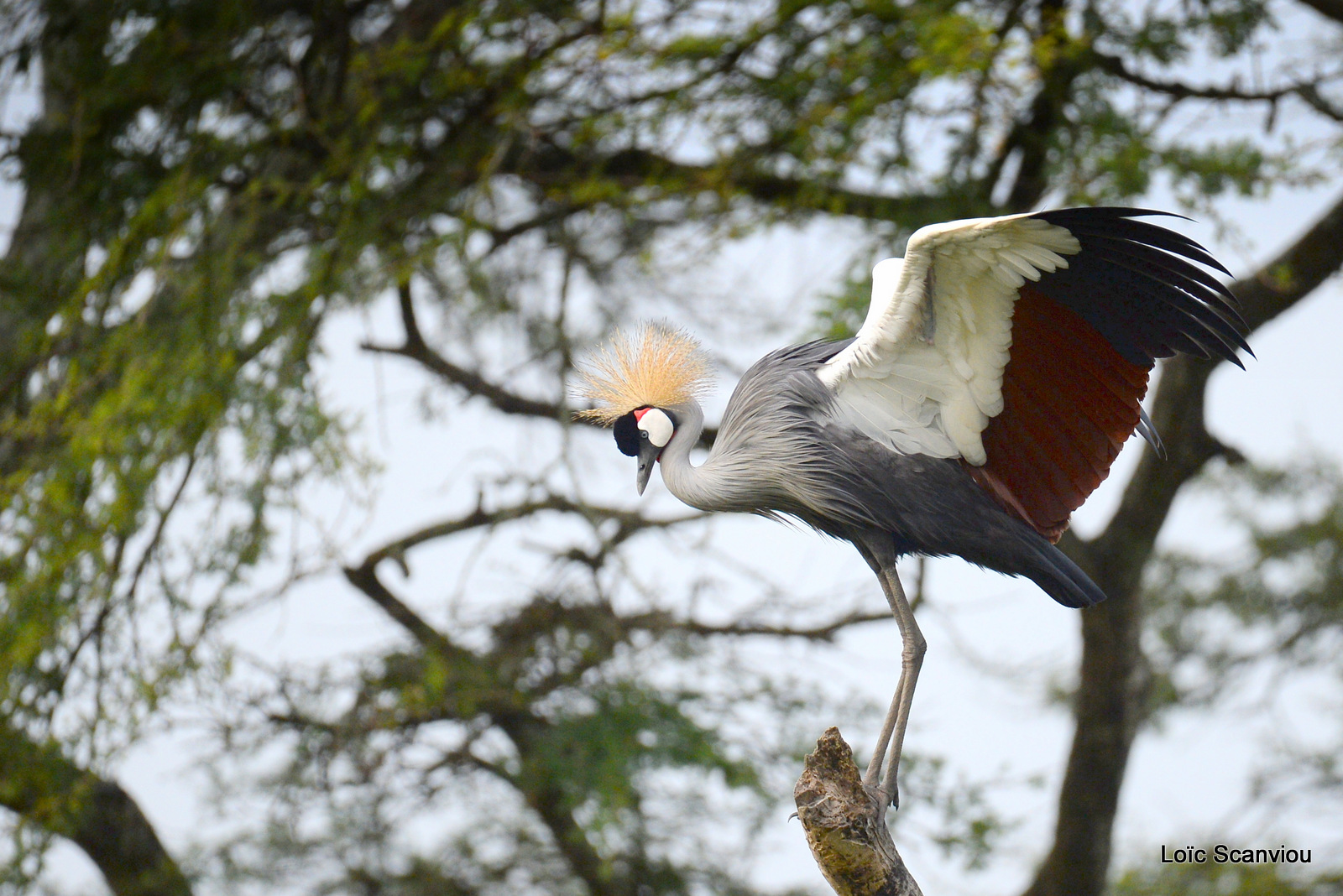 Grue royale/Grey-crowned Crane (2)