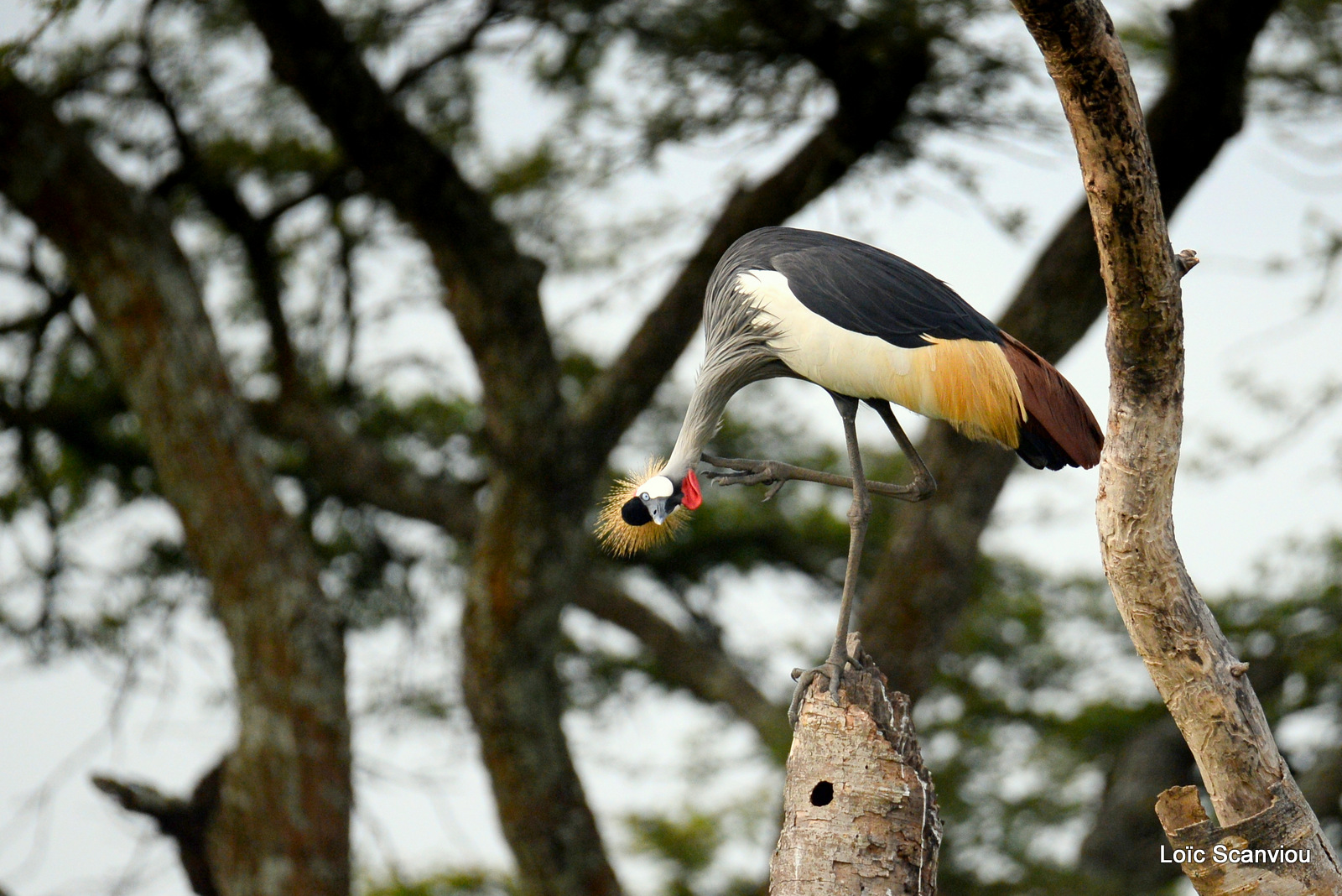 Grue royale/Grey-crowned Crane (3)