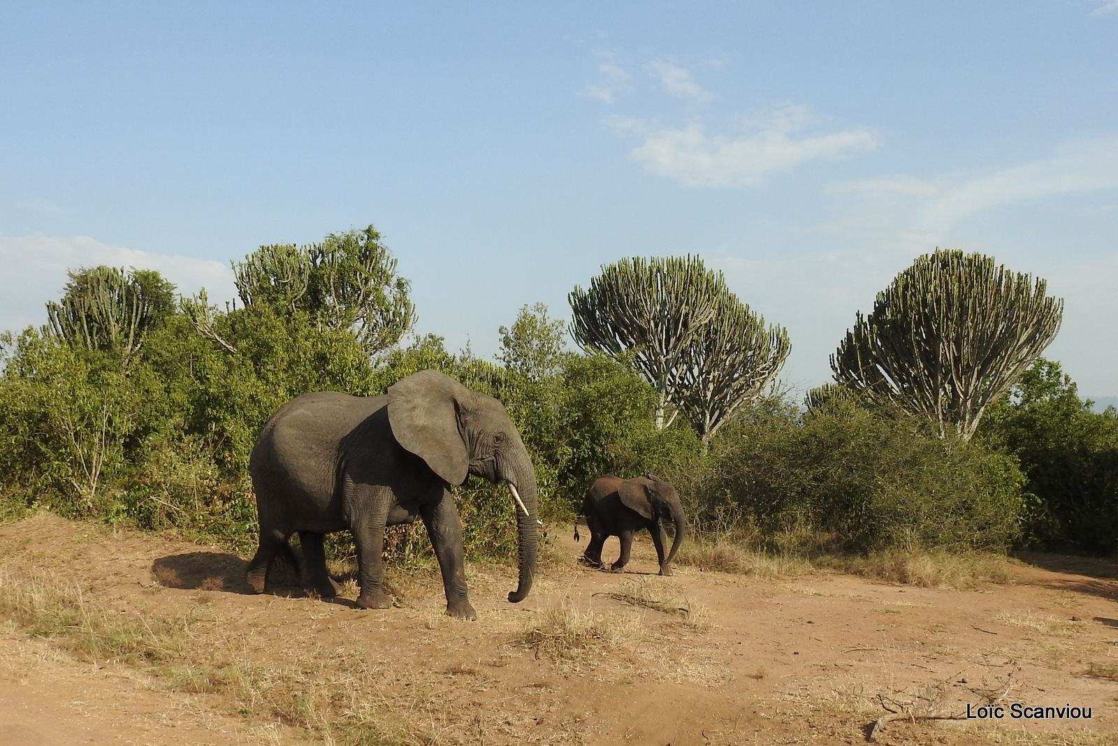 Éléphant de savane d'Afrique/Savanna Elephant (37)