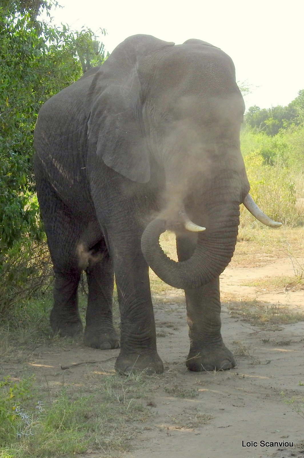Éléphant de savane d'Afrique/Savanna Elephant (35)