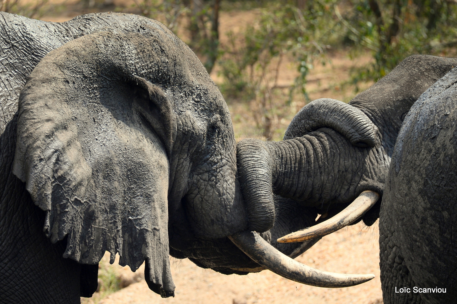 Éléphant de savane d'Afrique/Savanna Elephant (5)