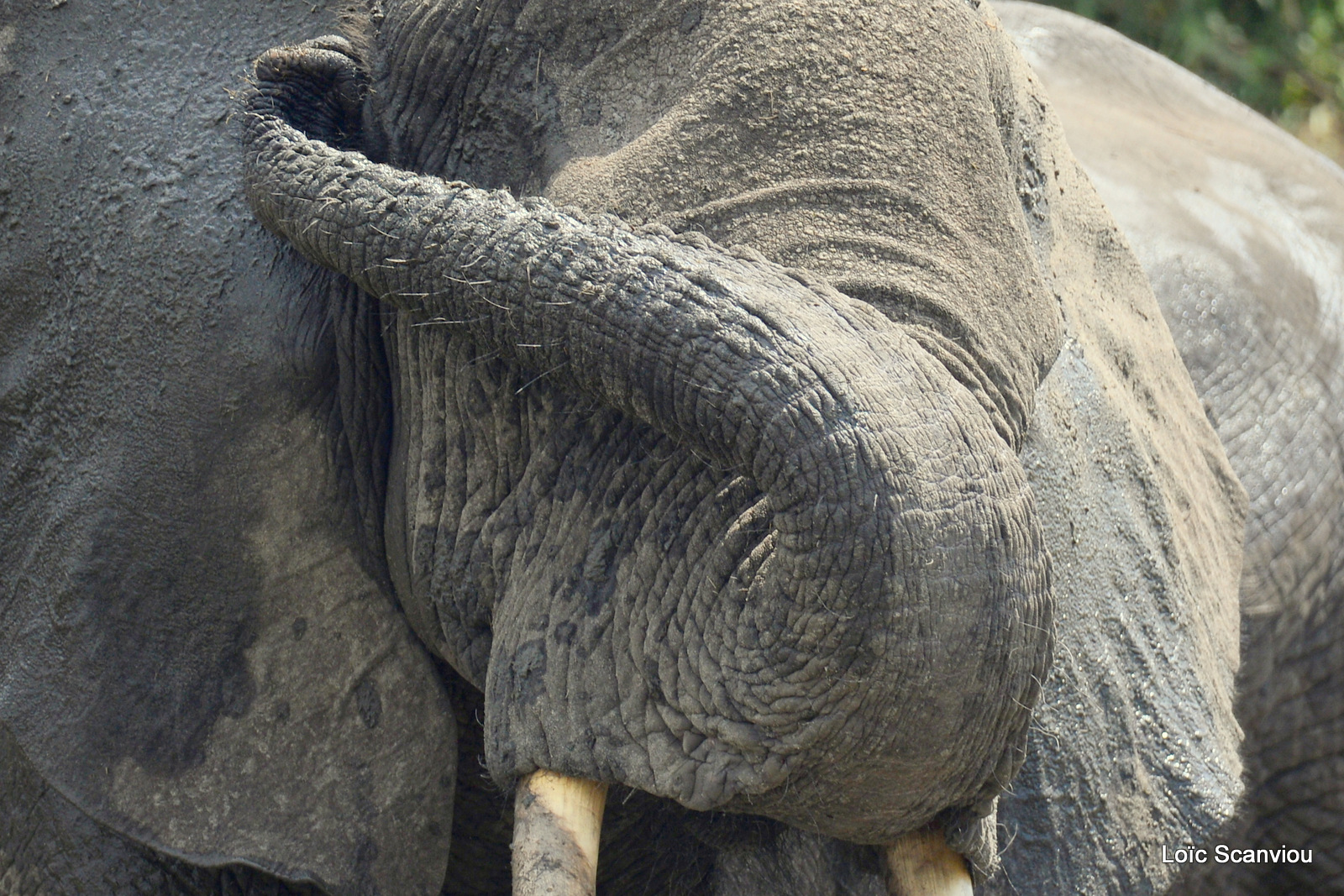 Éléphant de savane d'Afrique/Savanna Elephant (6)