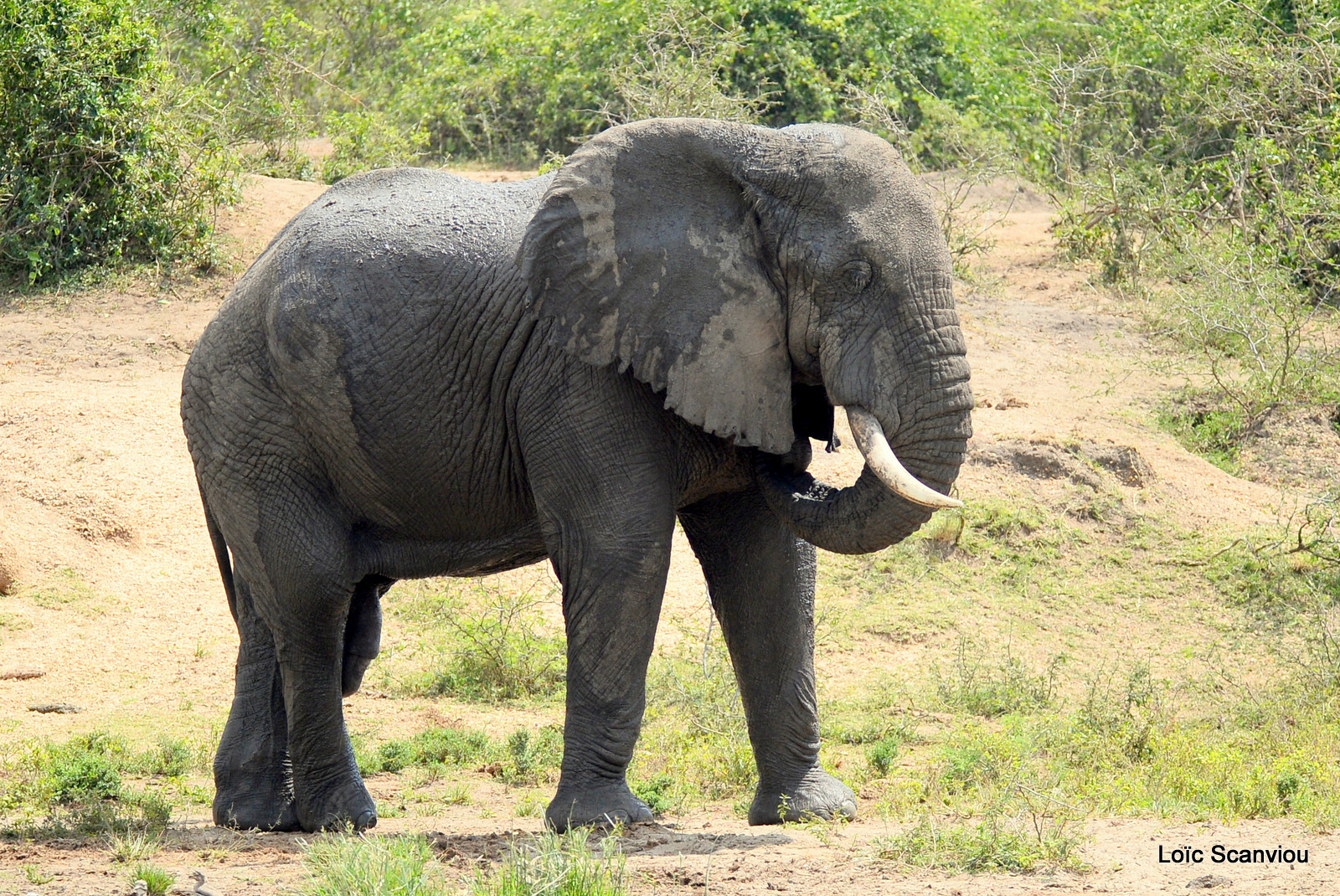 Éléphant de savane d'Afrique/Savanna Elephant (8)