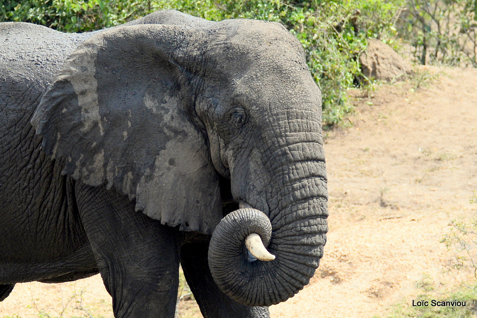 Éléphant de savane d'Afrique/Savanna Elephant (9)