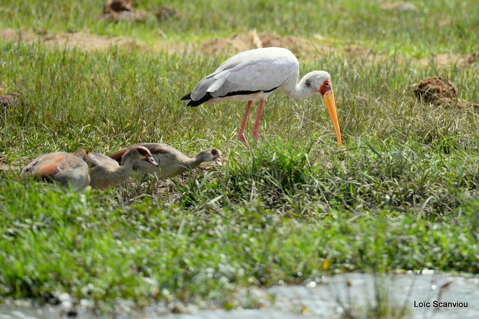 Tantale ibis/Yellow-billed Stork (1)