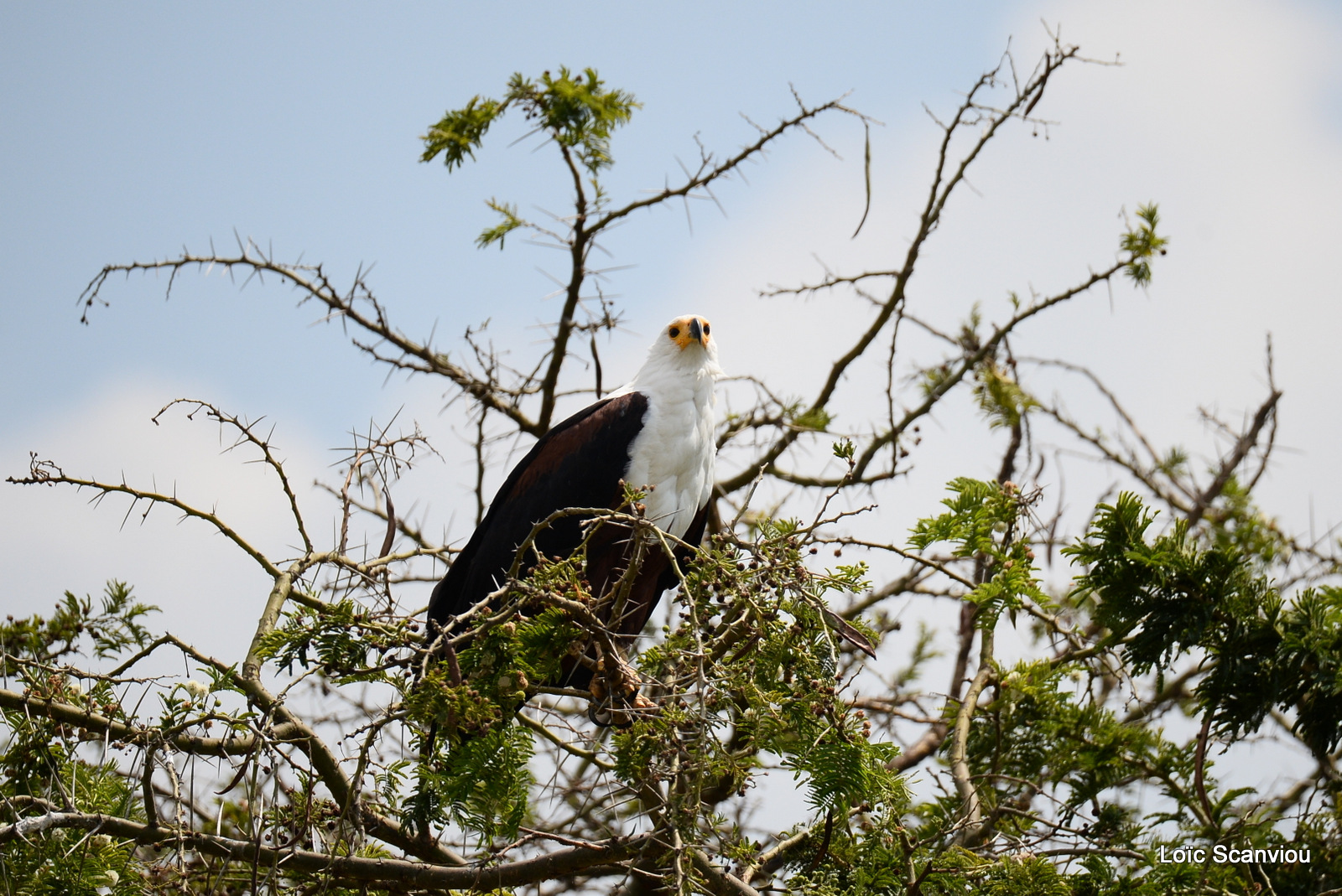 Aigle vocifère/African Fish Eagle (1)