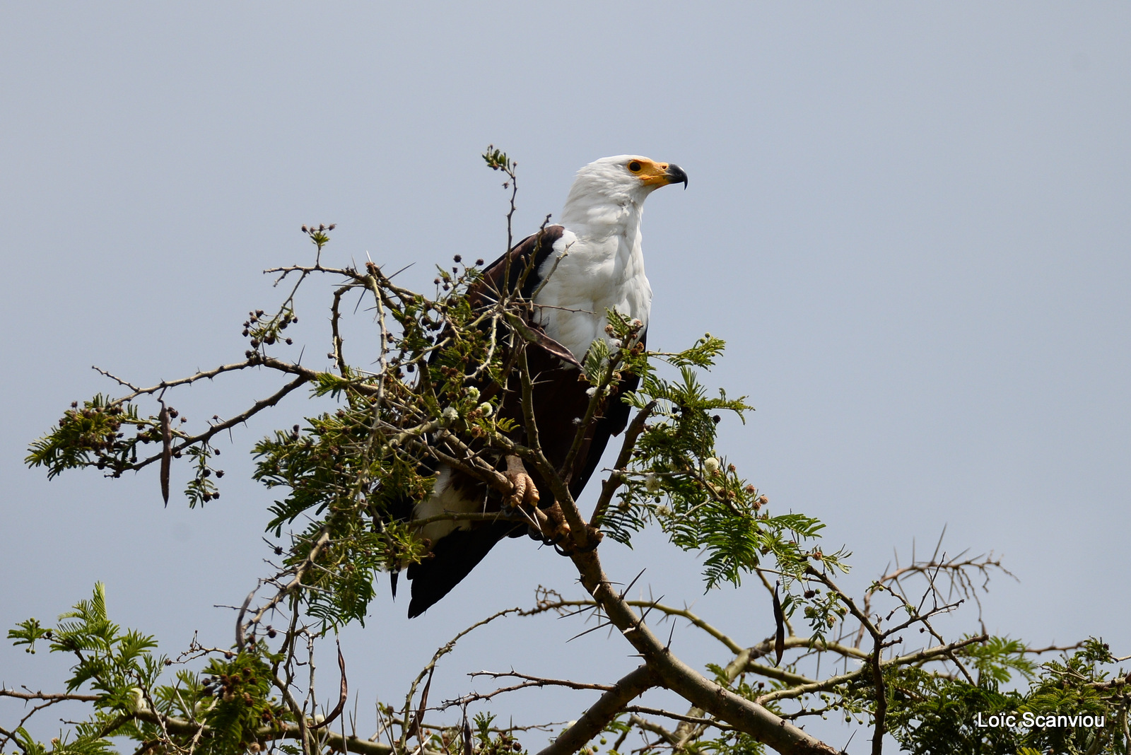 Aigle vocifère/African Fish Eagle (2)