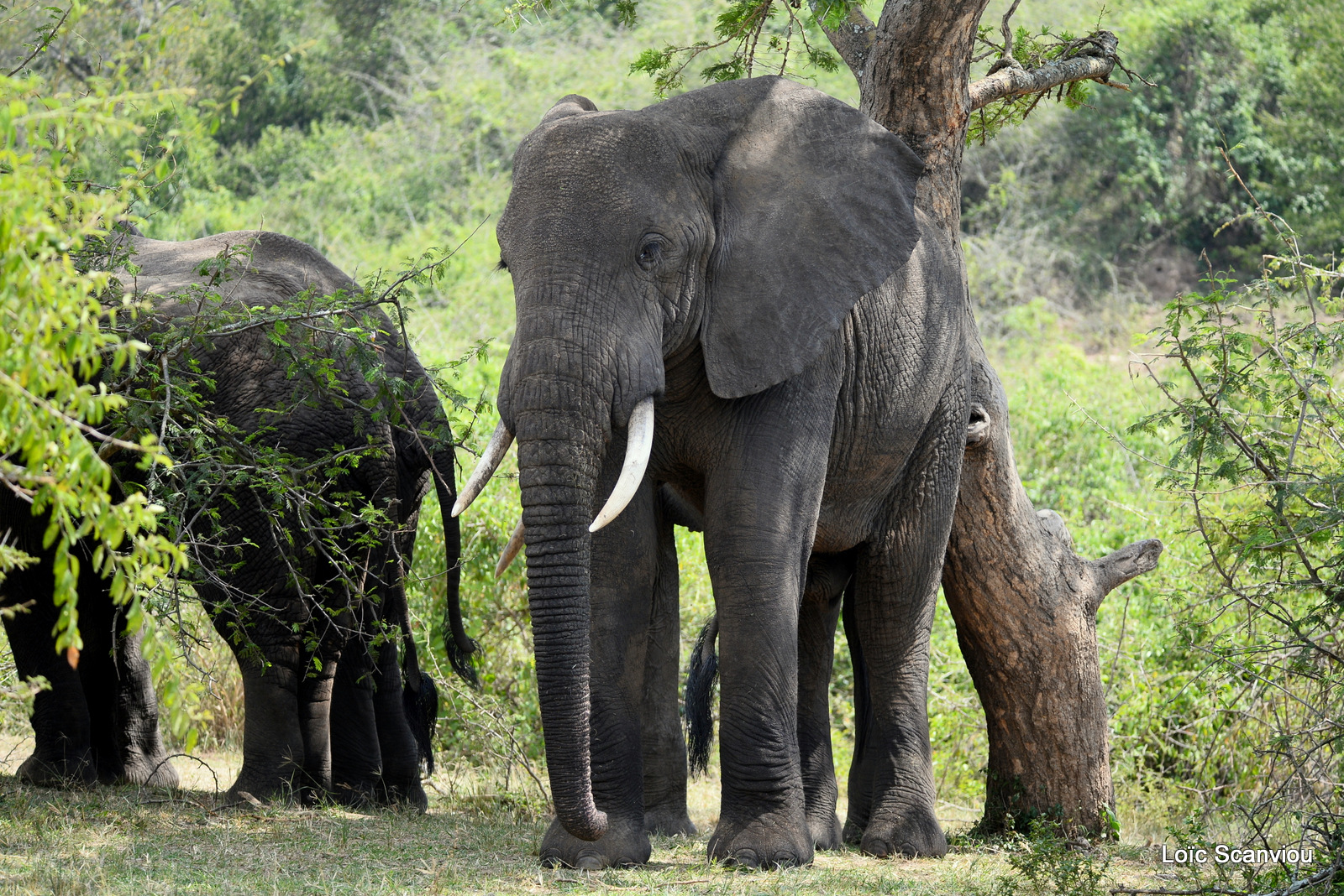 Éléphant de savane d'Afrique/Savanna Elephant (10)