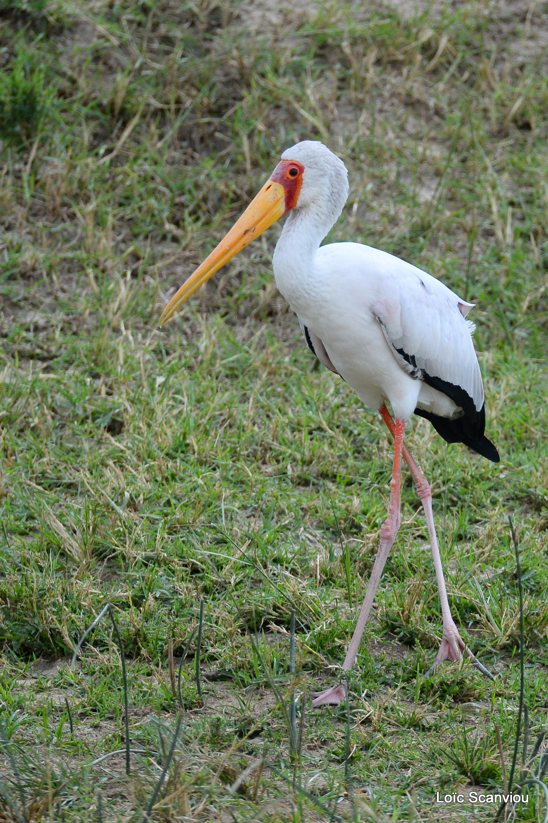 Tantale ibis/Yellow-billed Stork (2)