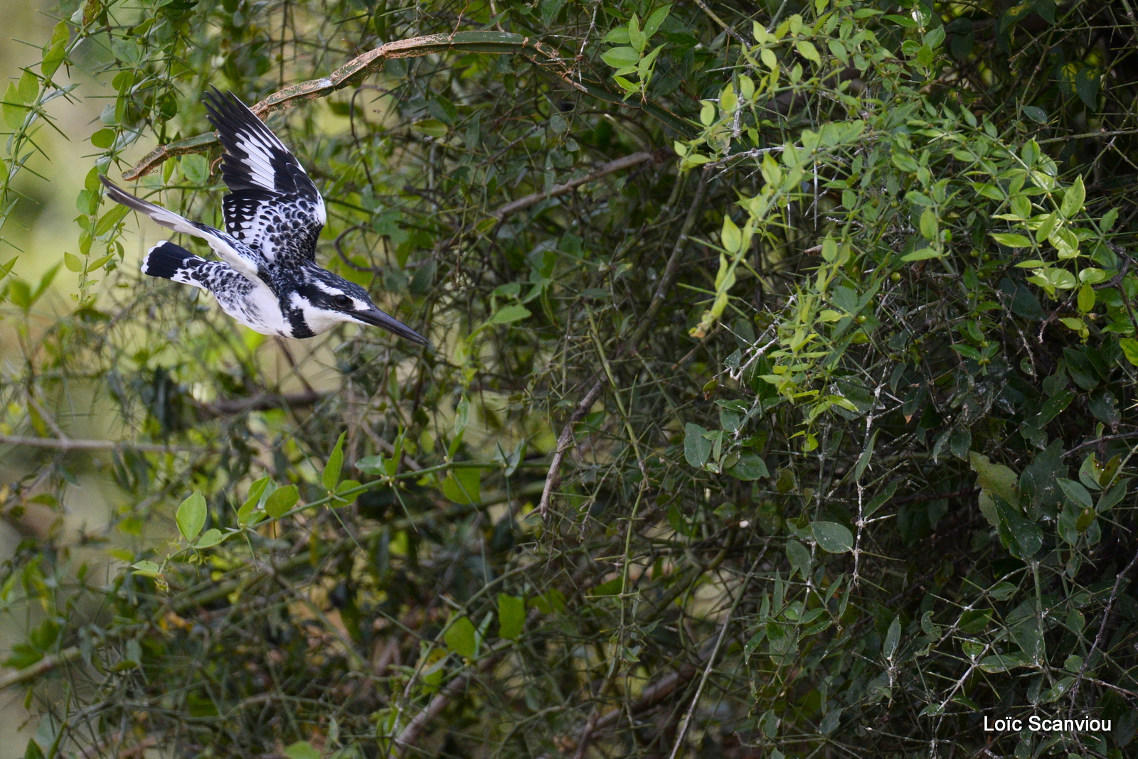 Martin-pêcheur pie/Pied Kingfisher (1)