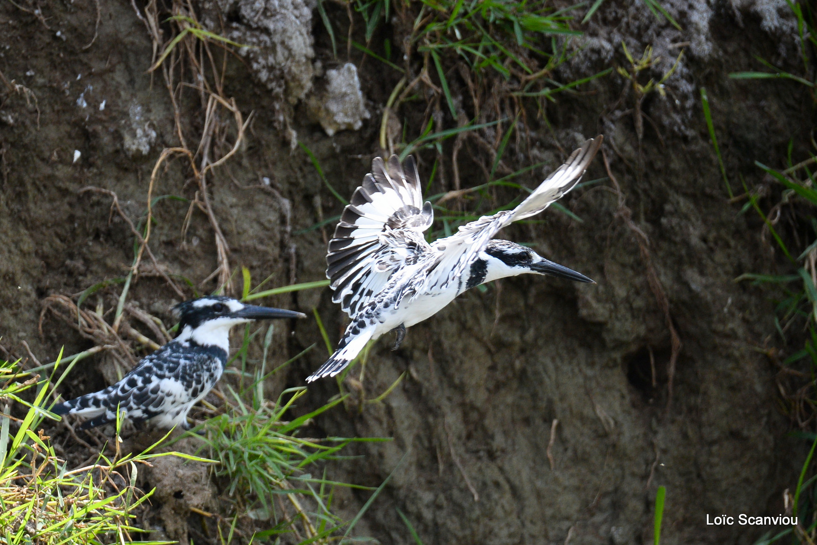 Martin-pêcheur pie/Pied Kingfisher (2)