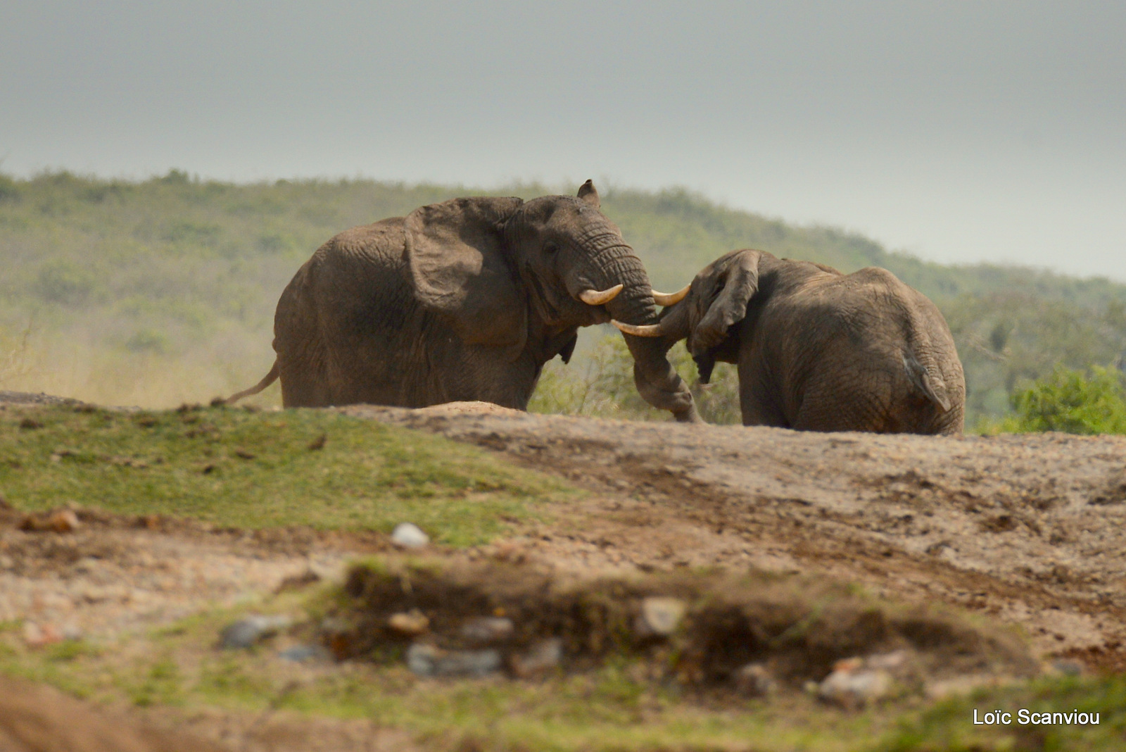Éléphant de savane d'Afrique/Savanna Elephant (11)