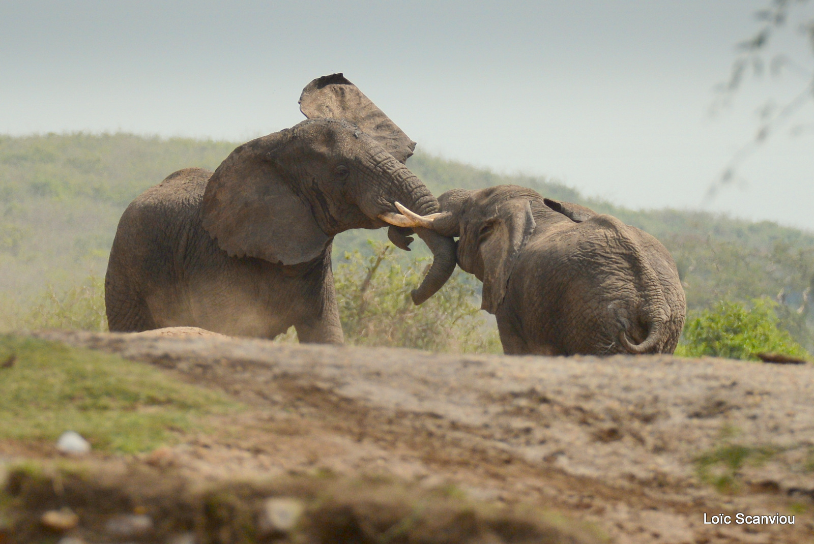 Éléphant de savane d'Afrique/Savanna Elephant (12)